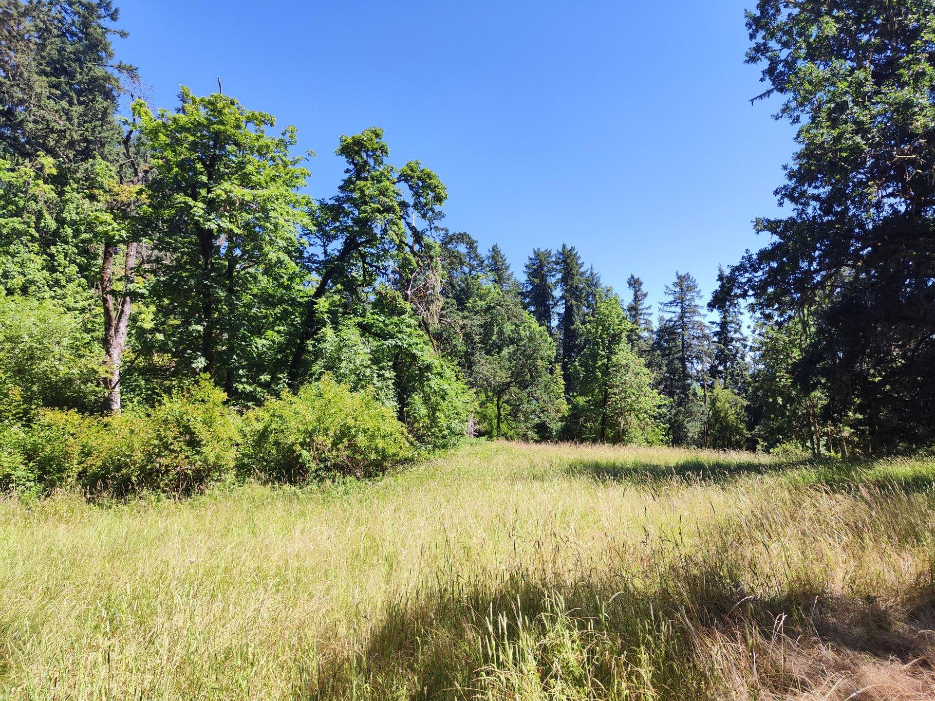 Sunny grassy field at the edge of a dense forest under a clear sky.