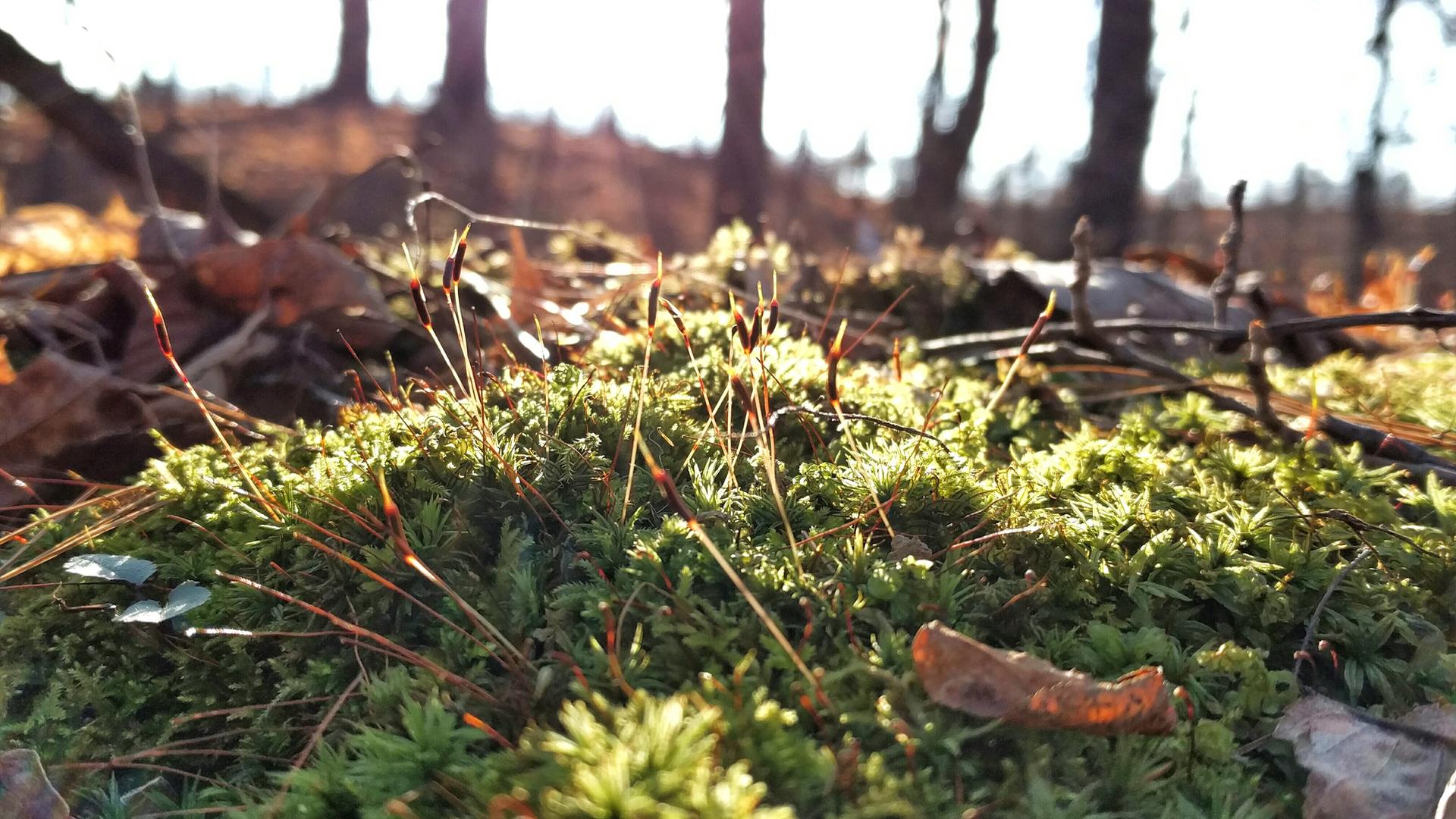 Close-up of vibrant green moss and tiny sprouts on a sunlit forest floor.