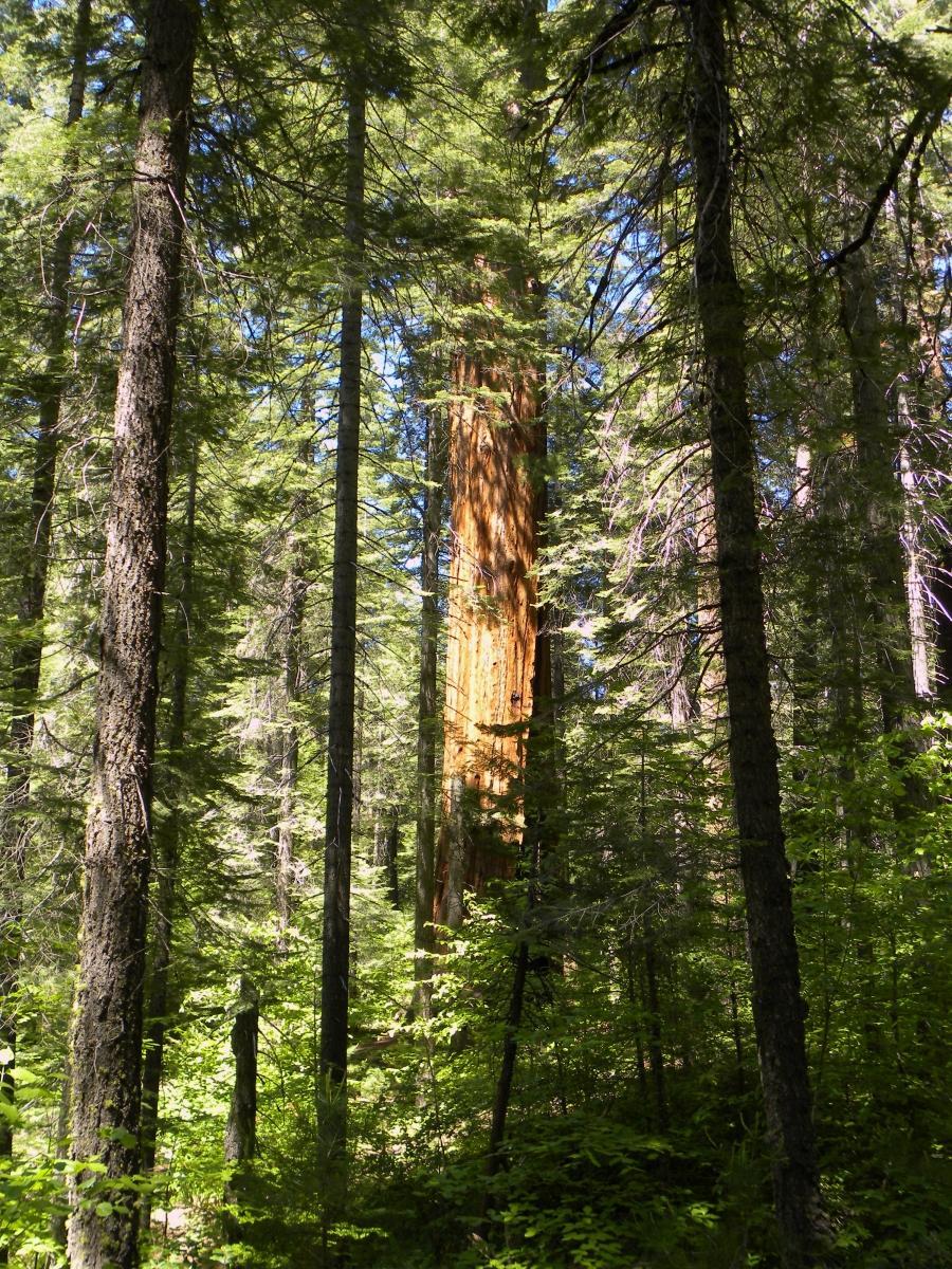 Sunlight illuminates a large reddish tree trunk amidst a dense green forest.