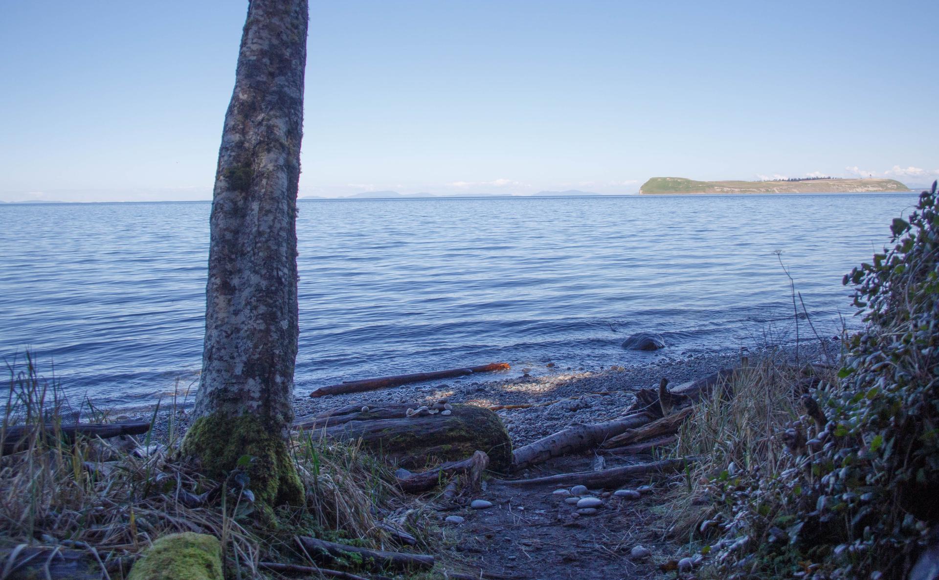 A tree trunk frames a calm lake with distant land under a clear sky.