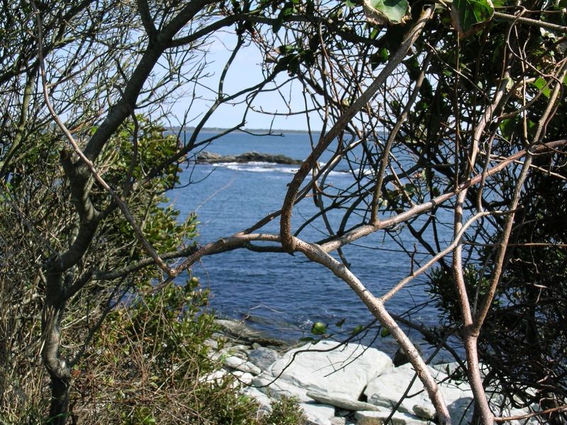 Ocean view through tangled tree branches, with rocky shore and distant island. - Rocky Beach and Warblers Loop Trail