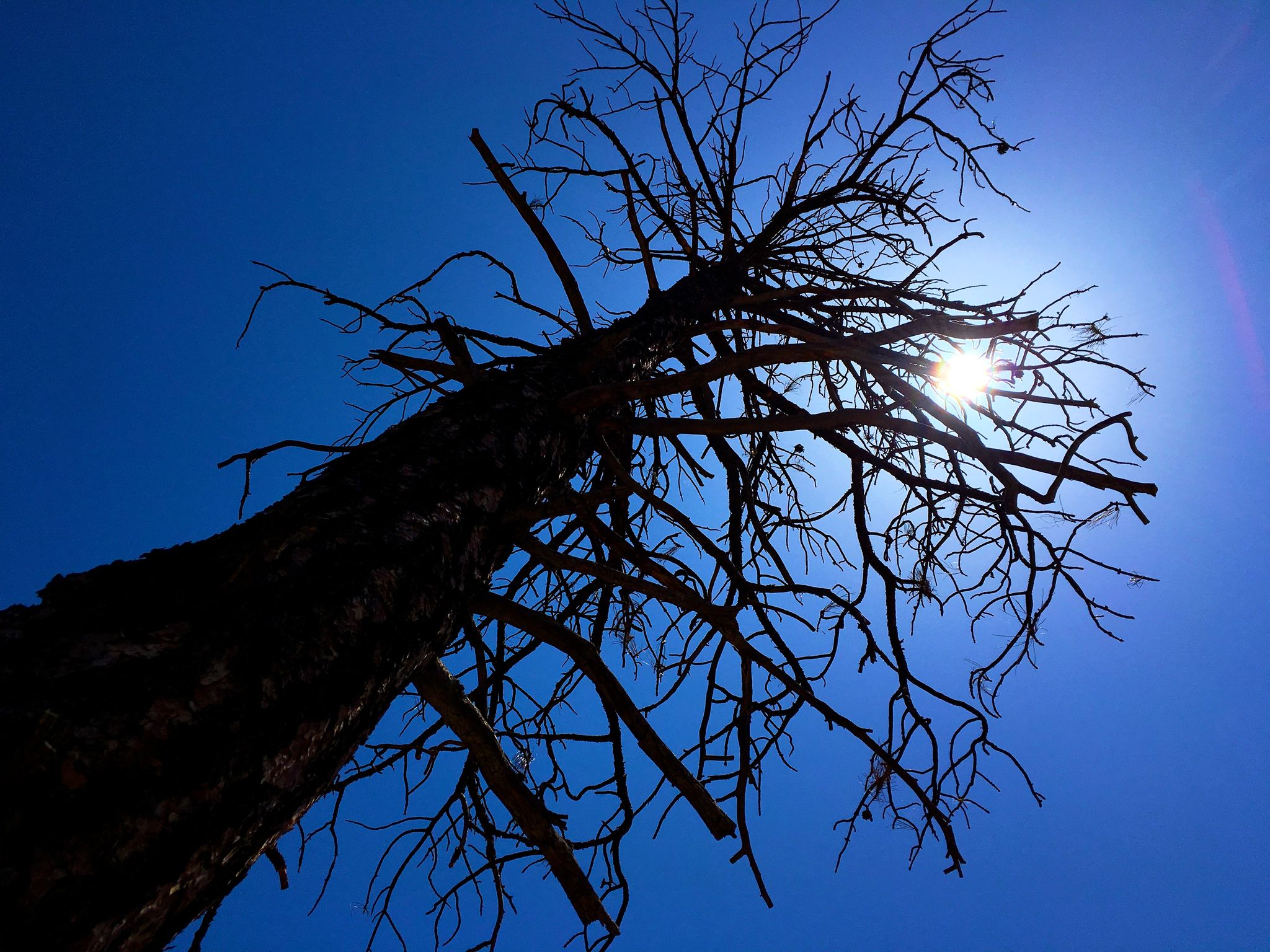 Silhouetted dead tree branches against a bright sunburst in a deep blue sky. - 200 Trail – Boulders Trail loop from Yerba Senta Butte
