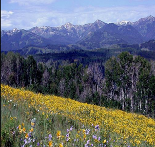 A vibrant field of yellow and purple wildflowers with distant snow-capped mountains.
