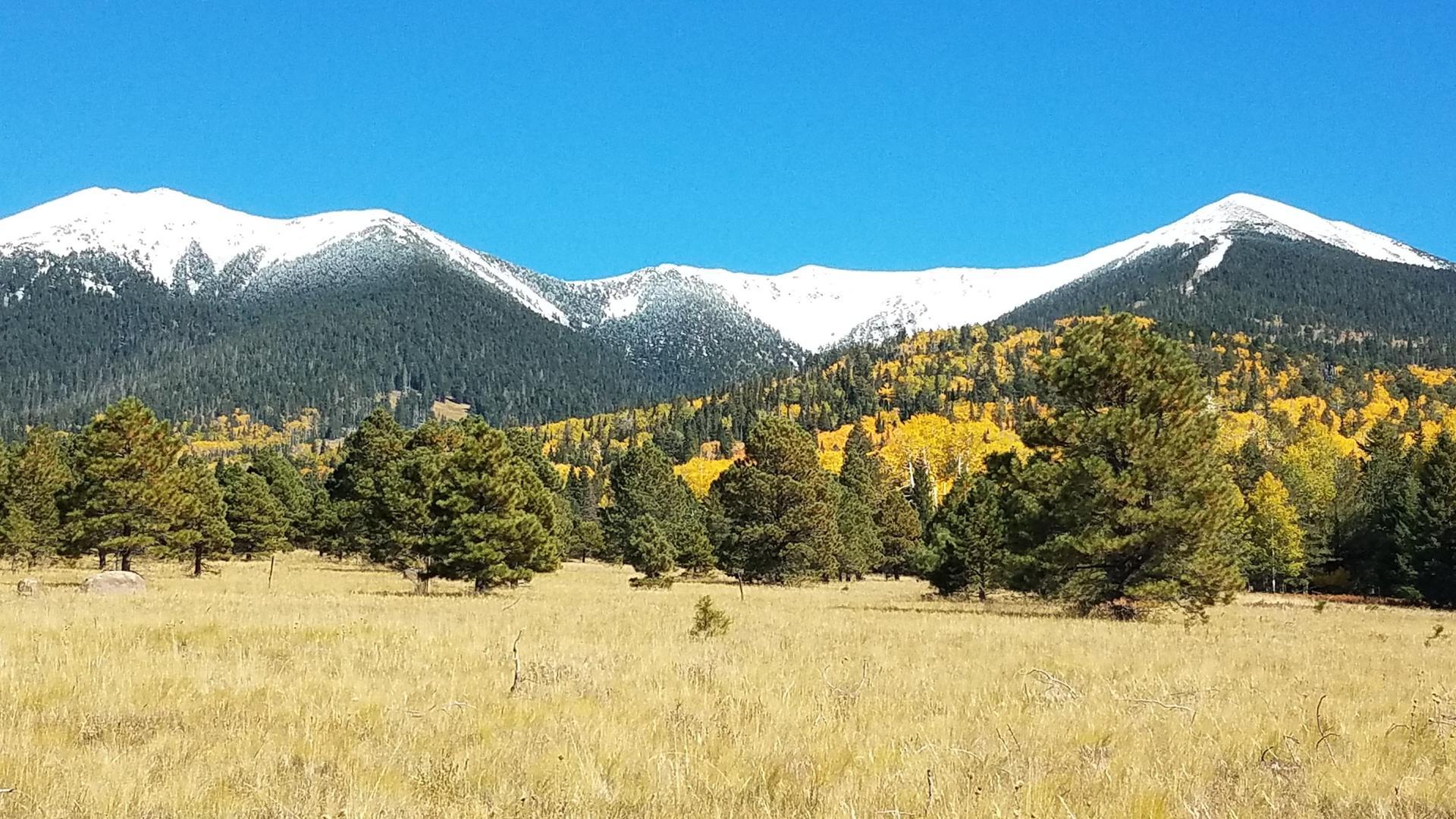 Golden meadow with pine trees and snow-capped mountains under a clear sky.