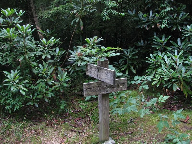 A wooden trail signpost stands amidst dense green forest foliage under soft light.
