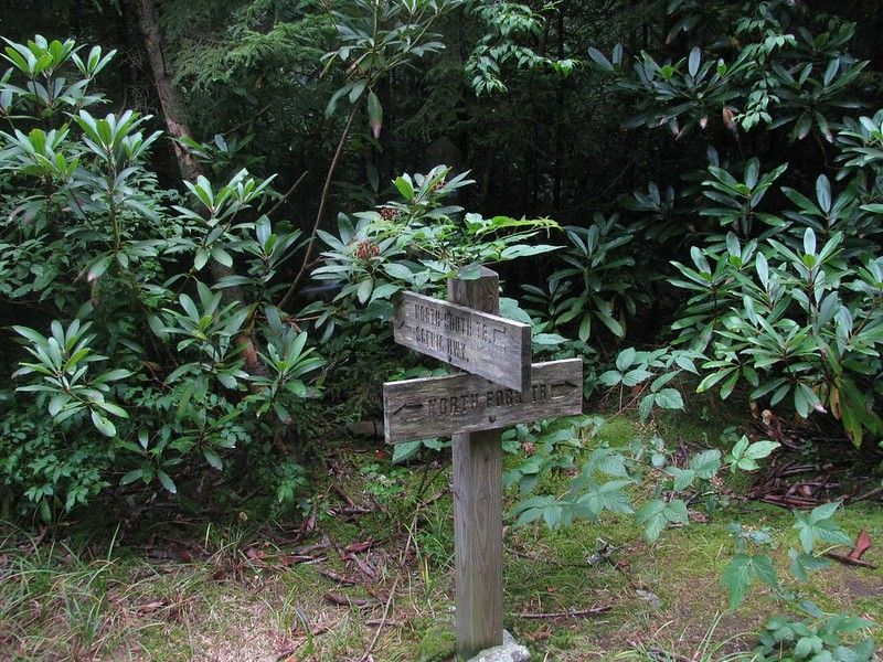 A wooden trail signpost stands amidst dense green forest foliage under soft light. - North Fork Trail #272