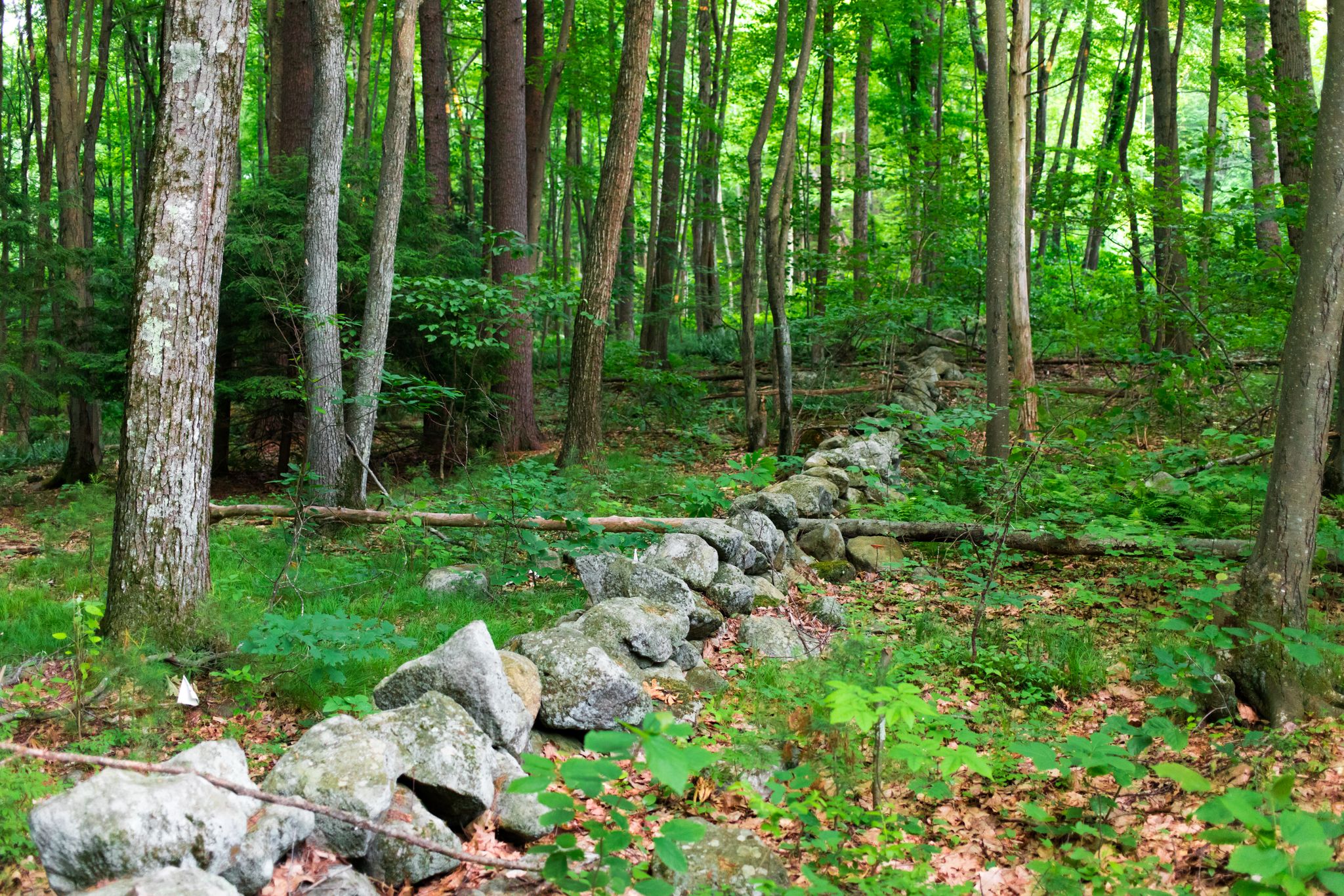 A stone wall winds through a lush, green forest under dappled sunlight. - Blodgett Hill and Rocky Trail Loop
