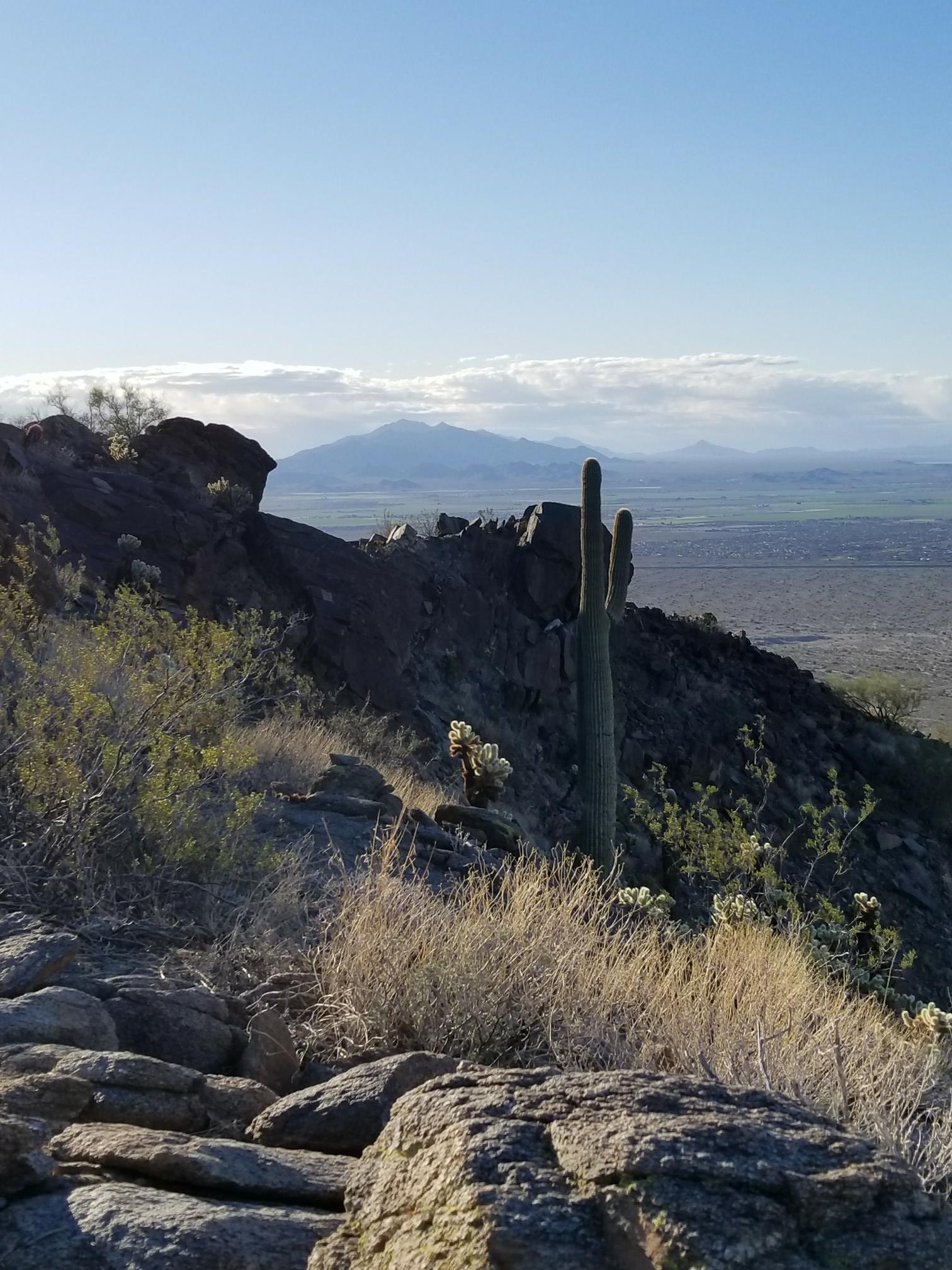 Saguaro cactus on a rocky desert hillside overlooking a distant valley under a bright sky.