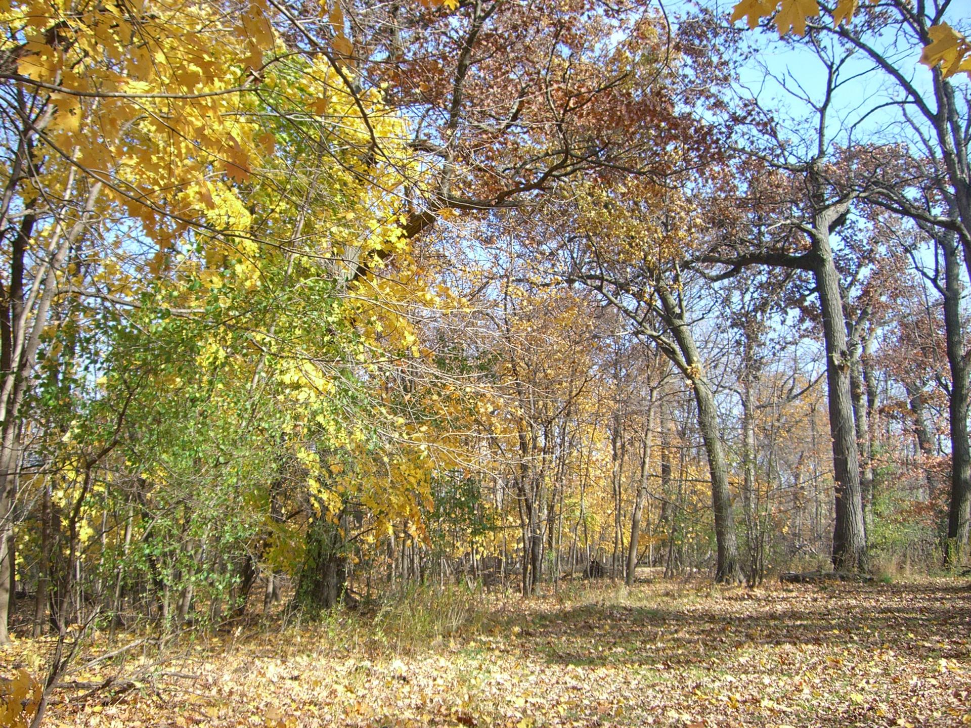 Sunny autumn forest with yellow and orange leaves on trees and ground.