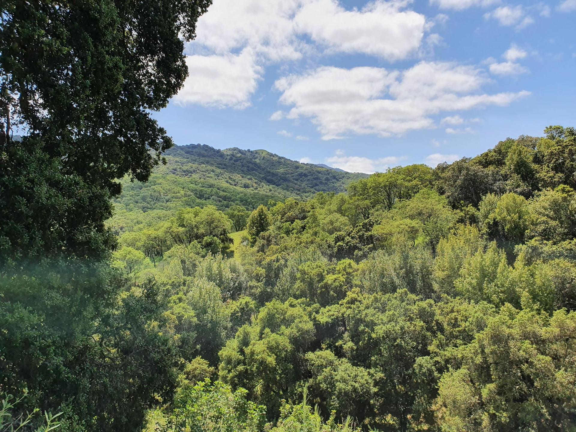 Dense green forest covering rolling hills under a bright, cloudy sky.