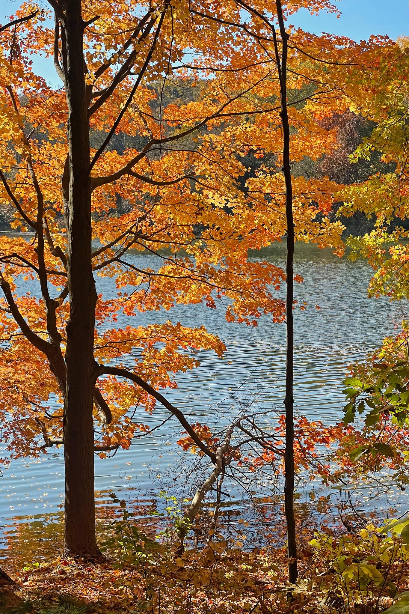 Vibrant orange autumn trees frame a calm lake on a sunny day.
