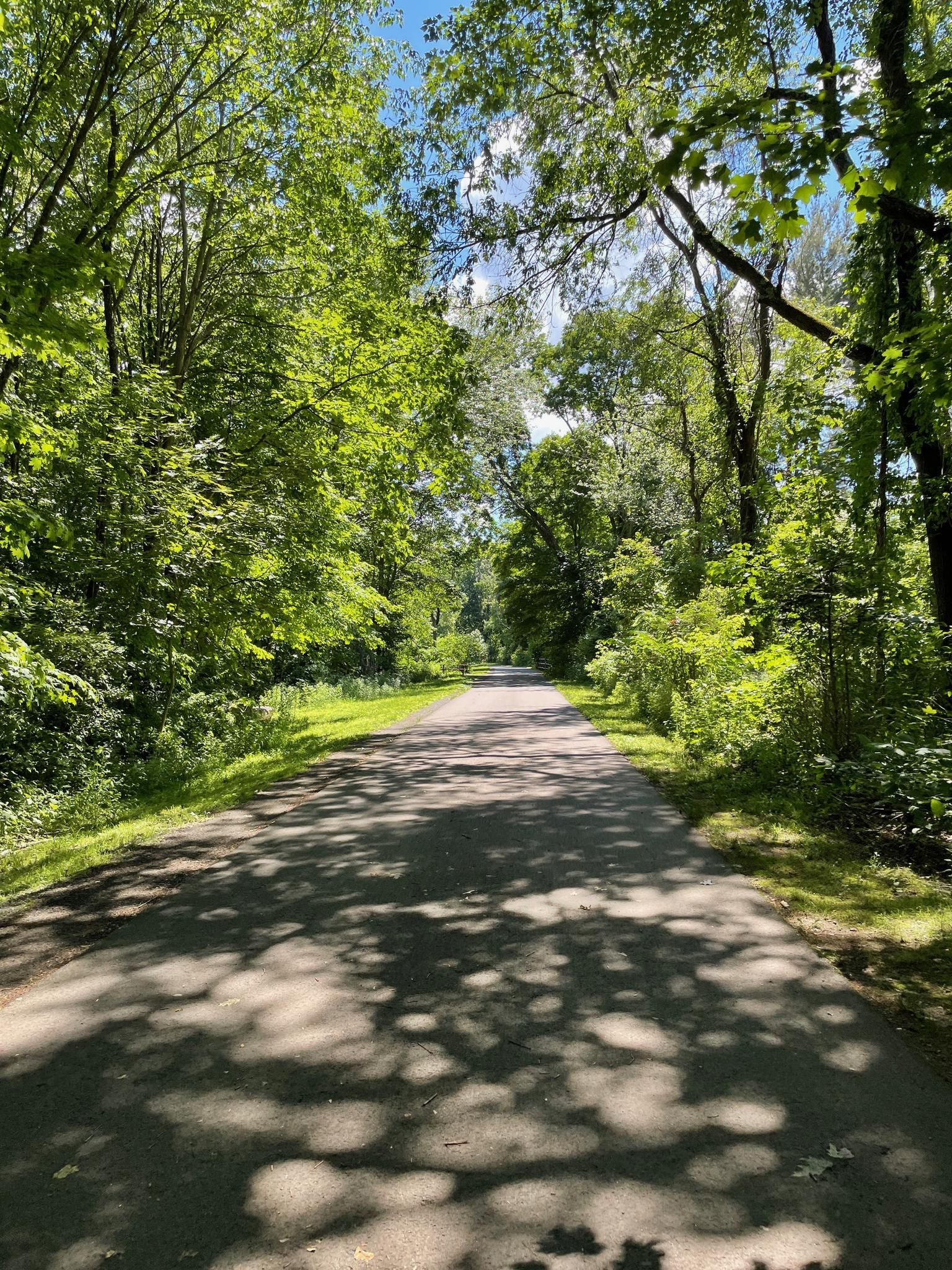 Paved path through a lush green forest with dappled sunlight. - Farmington Canal Heritage Trail