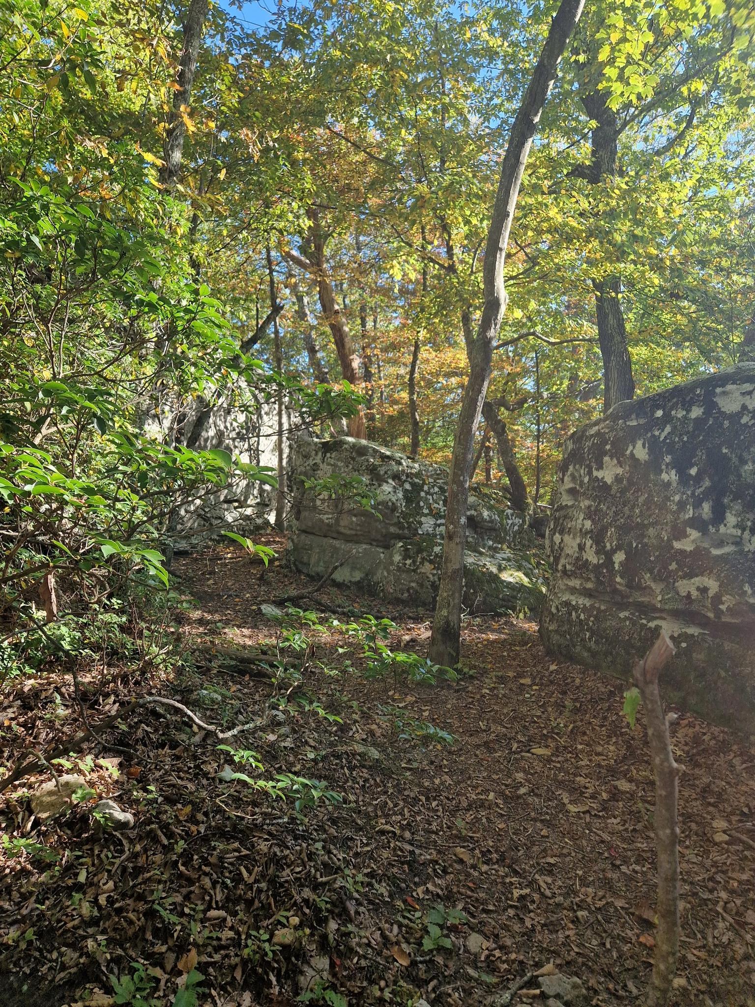Sunny forest path winding through large moss-covered boulders and trees.