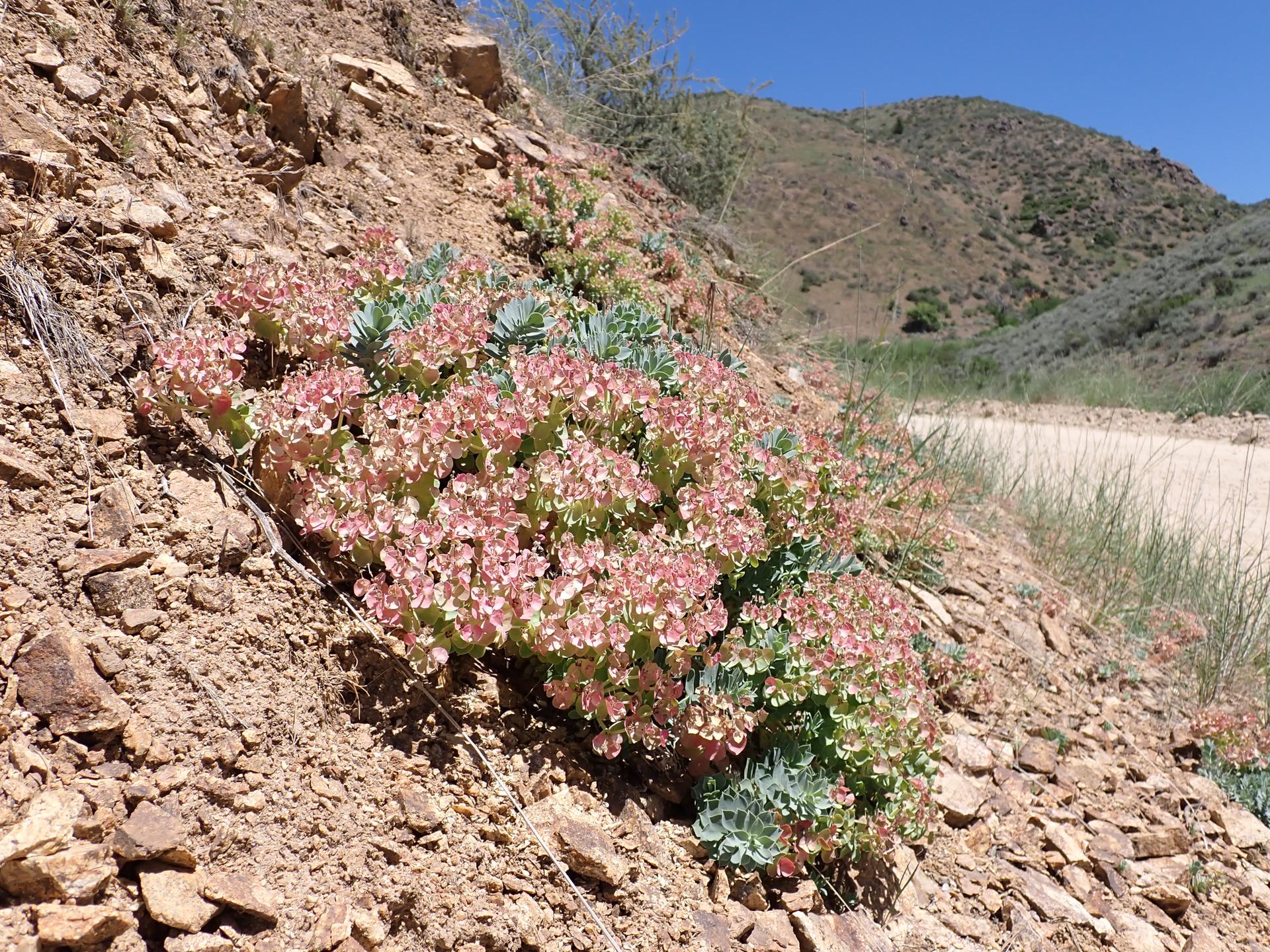 Pink flowering plants grow on a rocky, dry hillside under bright sunlight.
