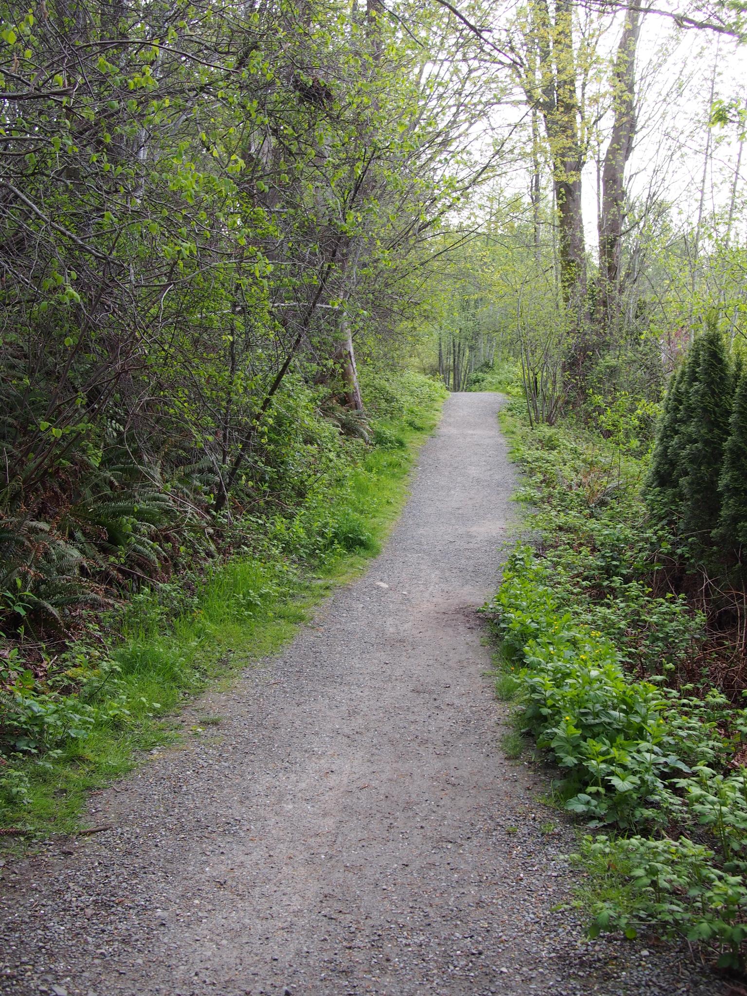 A winding gravel path through a lush green forest on an overcast day.