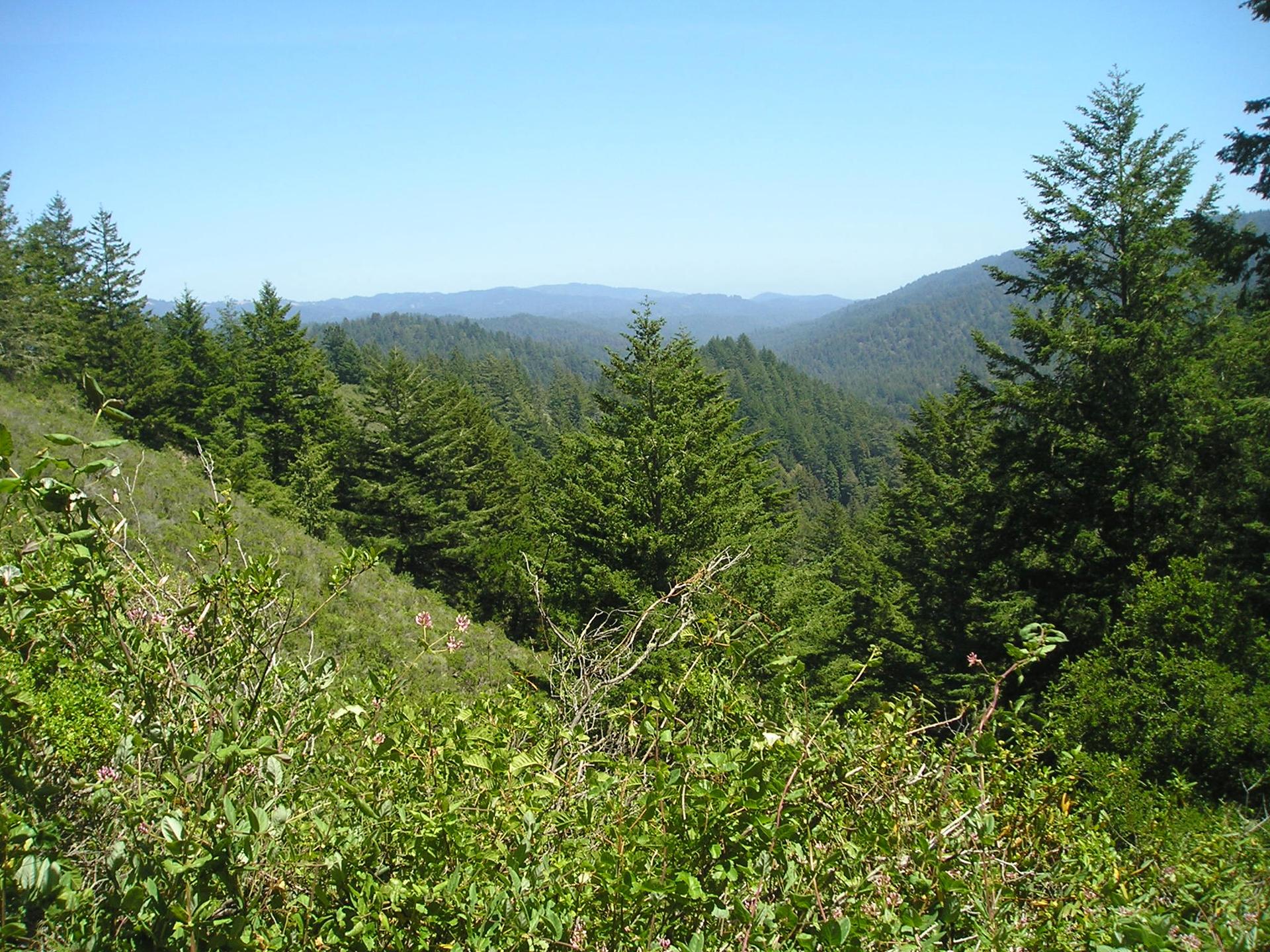 Expansive view of green forested mountains under a clear blue sky.