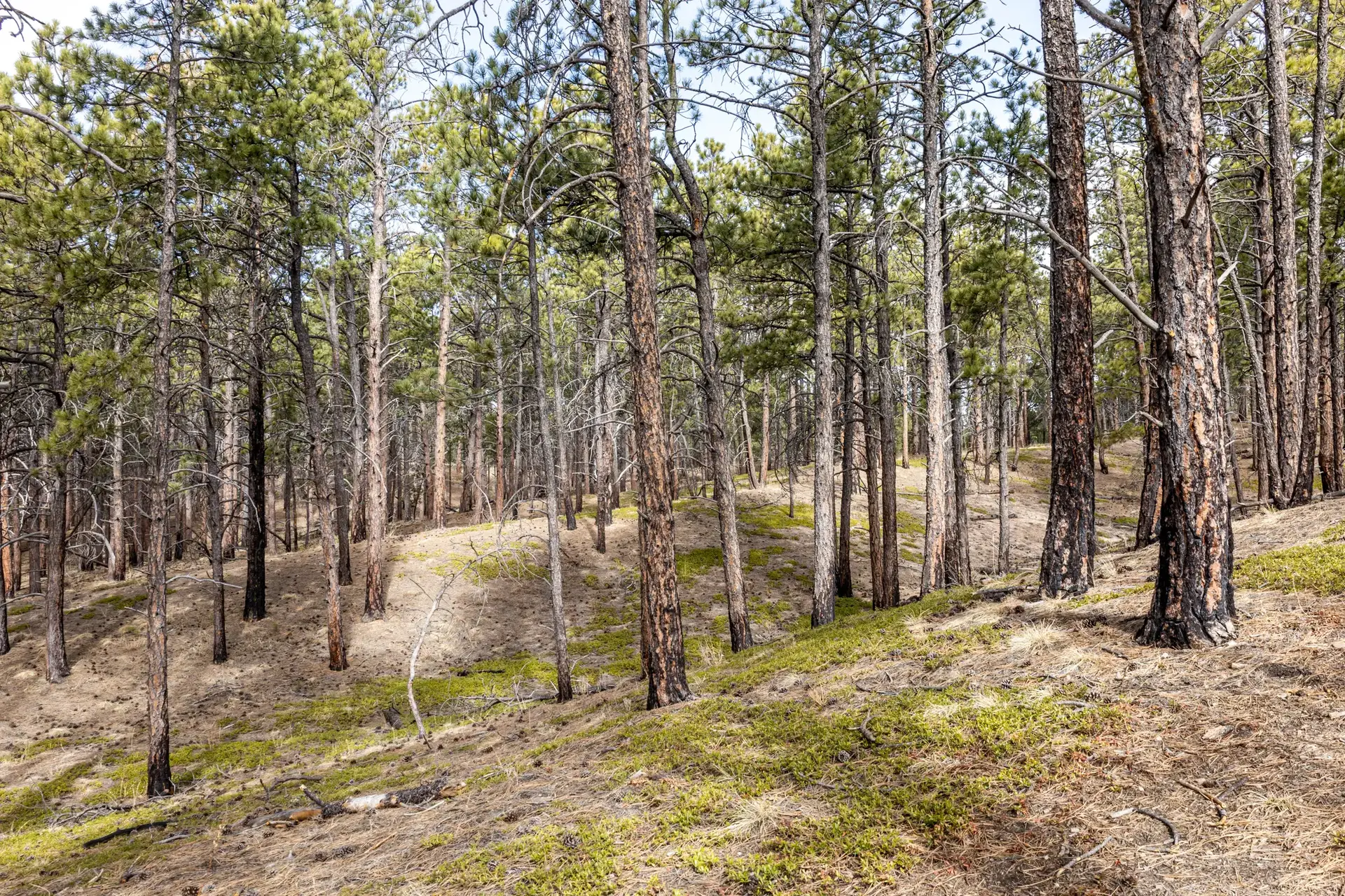 Dense pine forest on a slope with dappled sunlight on the ground.