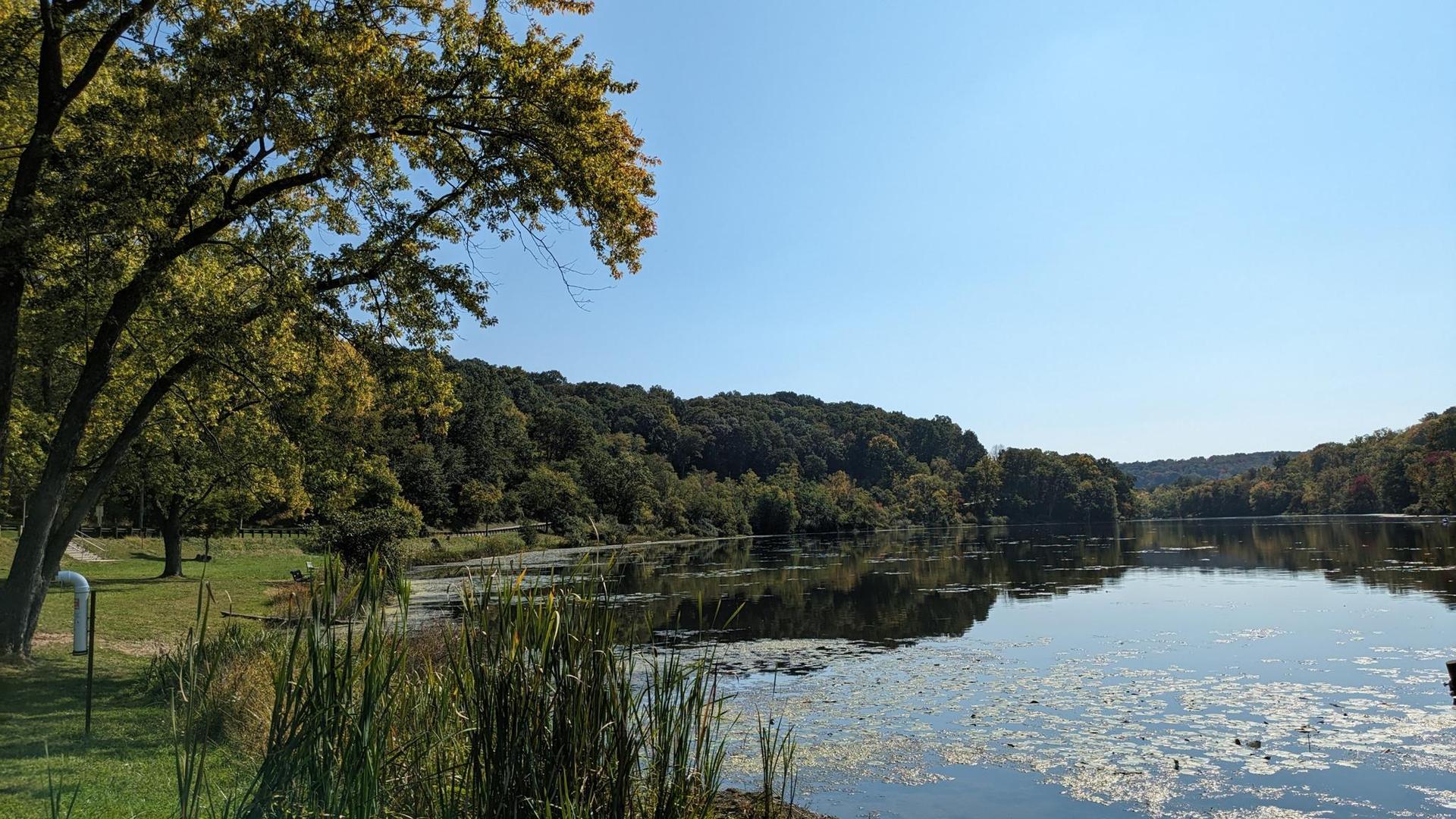 Calm lake with green trees and reeds under a bright blue sky.
