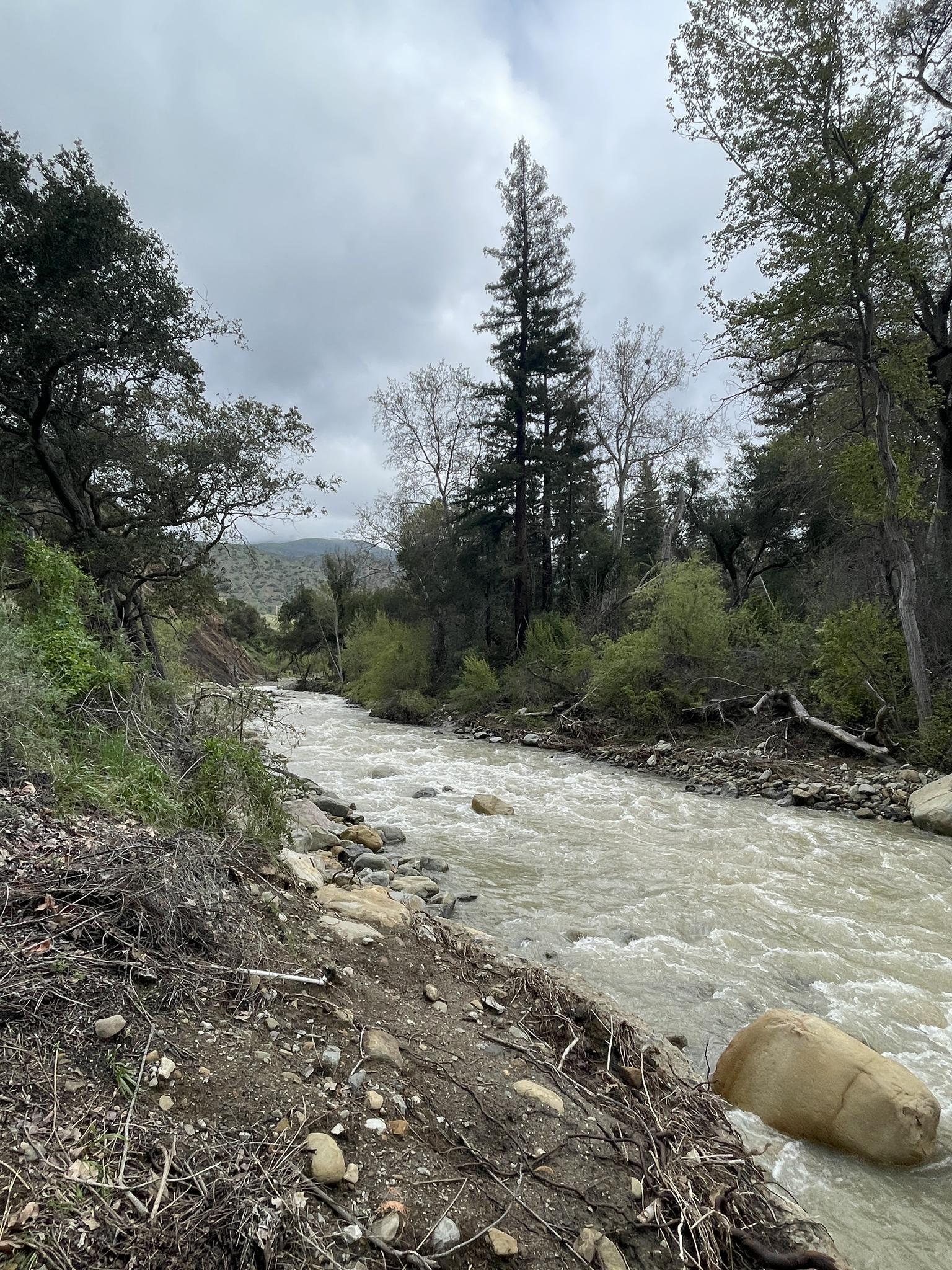 A fast-flowing river winds through a green forest under an overcast sky.