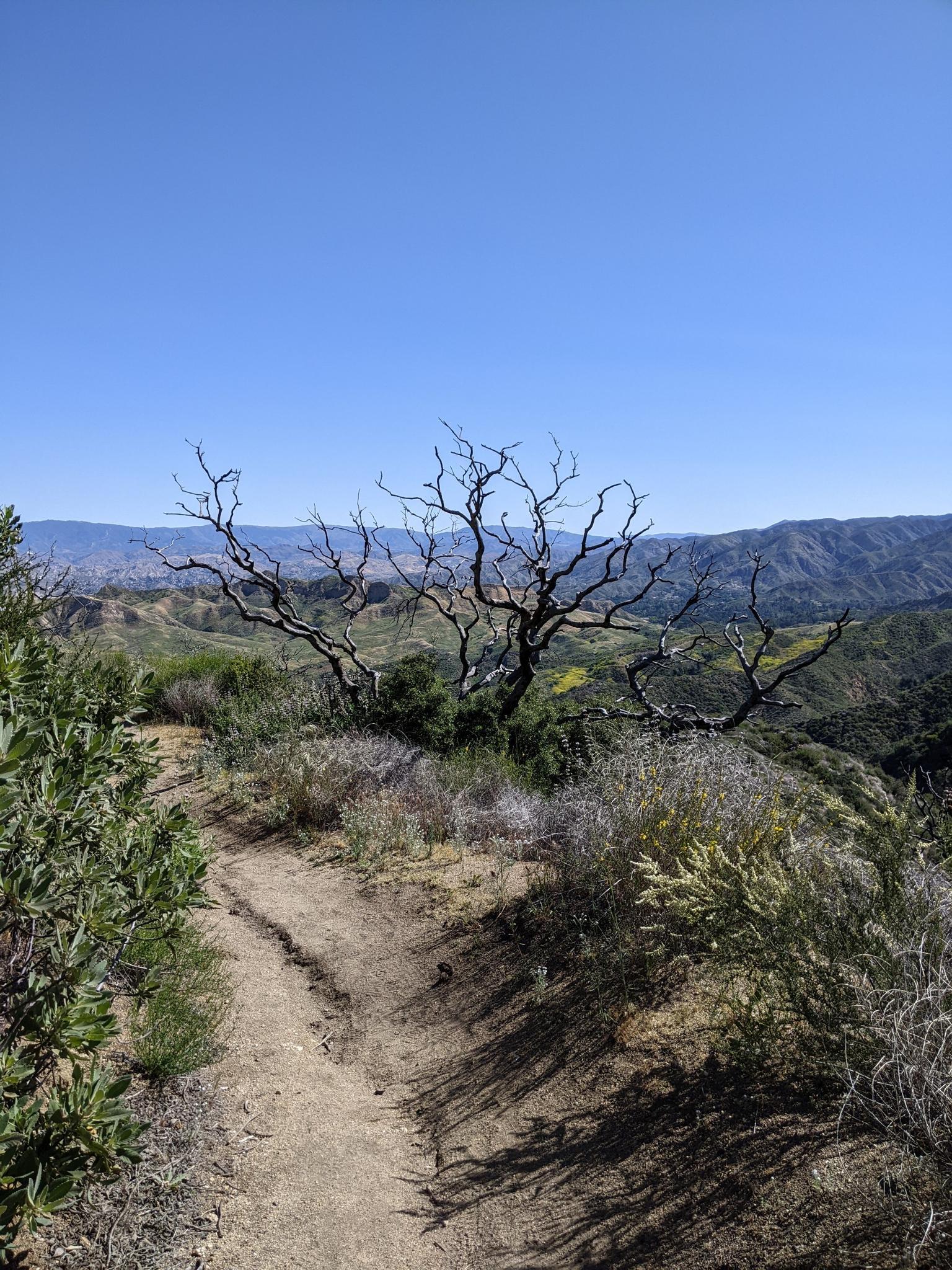 A dirt path leads to a bare, gnarled tree on a sunny hillside.