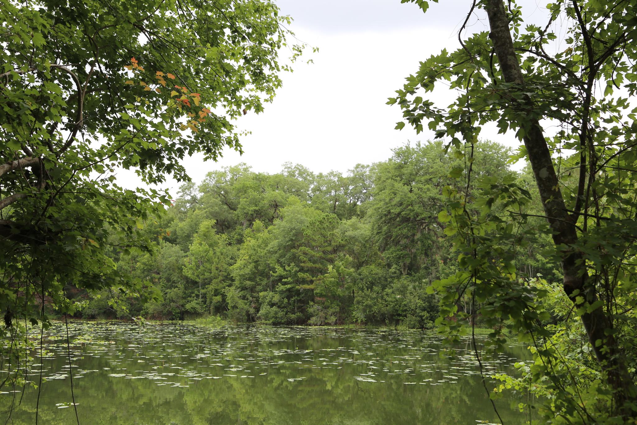 A calm, green lake with lily pads surrounded by dense forest under an overcast sky.