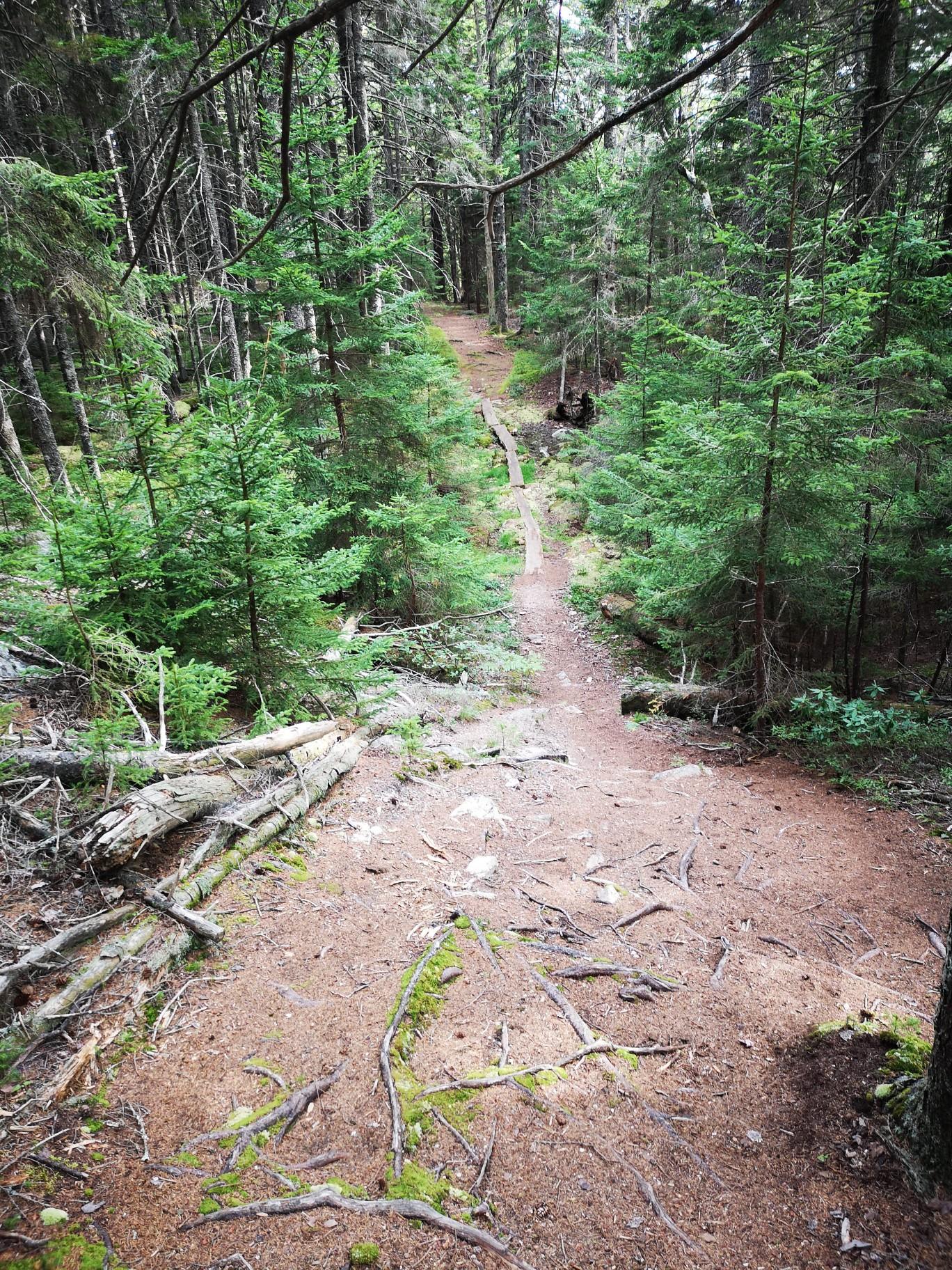 Downhill forest path with fallen logs and dense green trees.