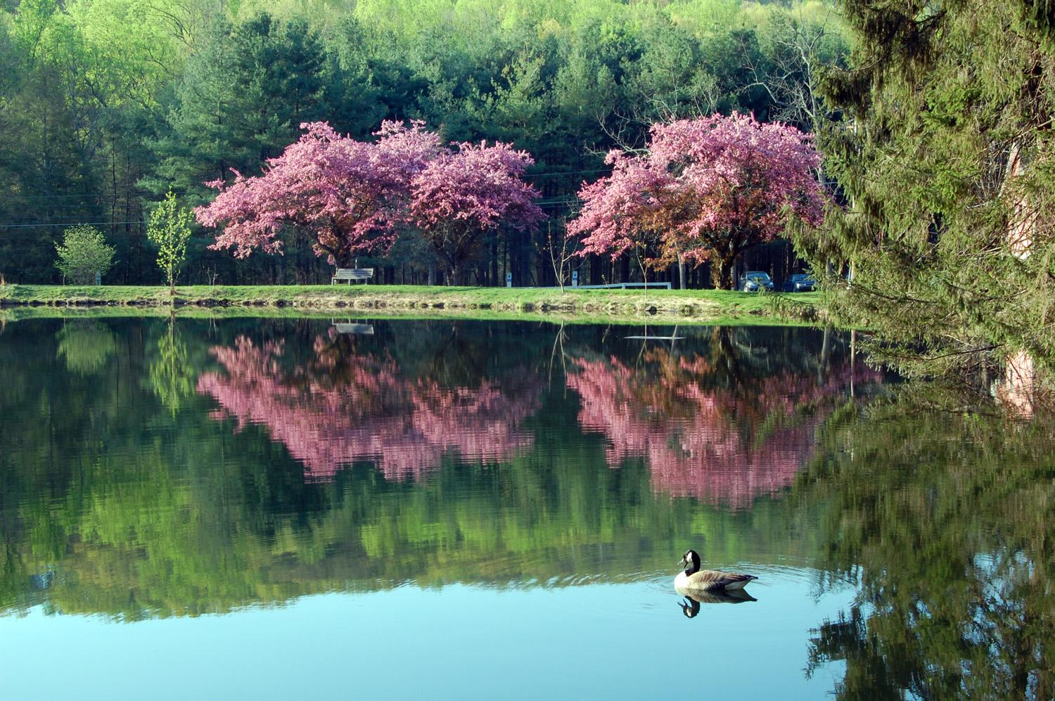 A goose swims in a calm lake reflecting pink flowering trees and green forest.
