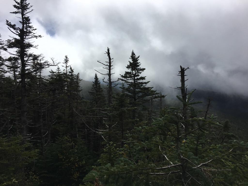 Dark, dense forest under a cloudy, overcast sky, with mist.