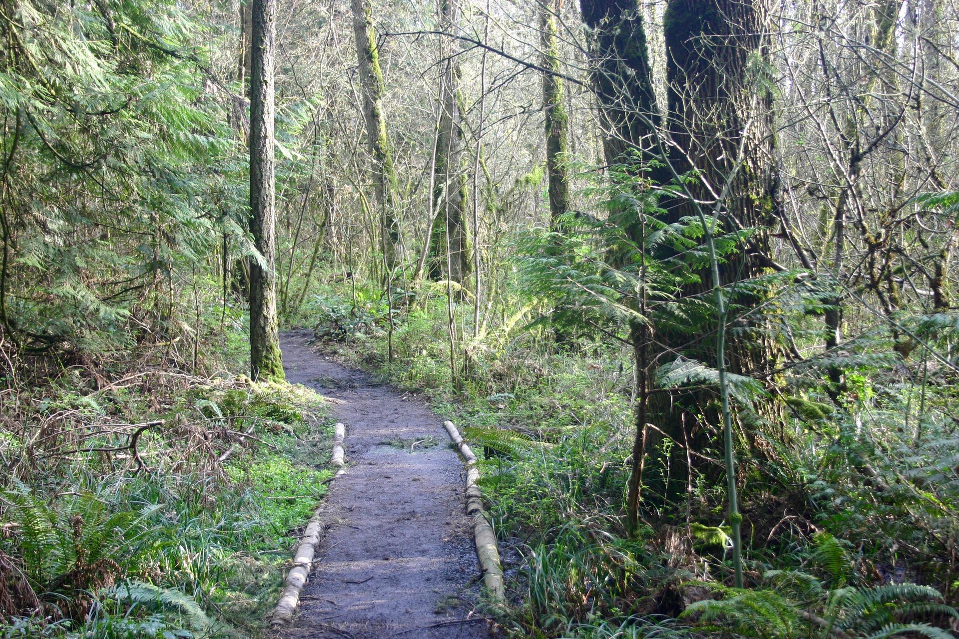 A narrow dirt path winds through a dense, mossy forest.