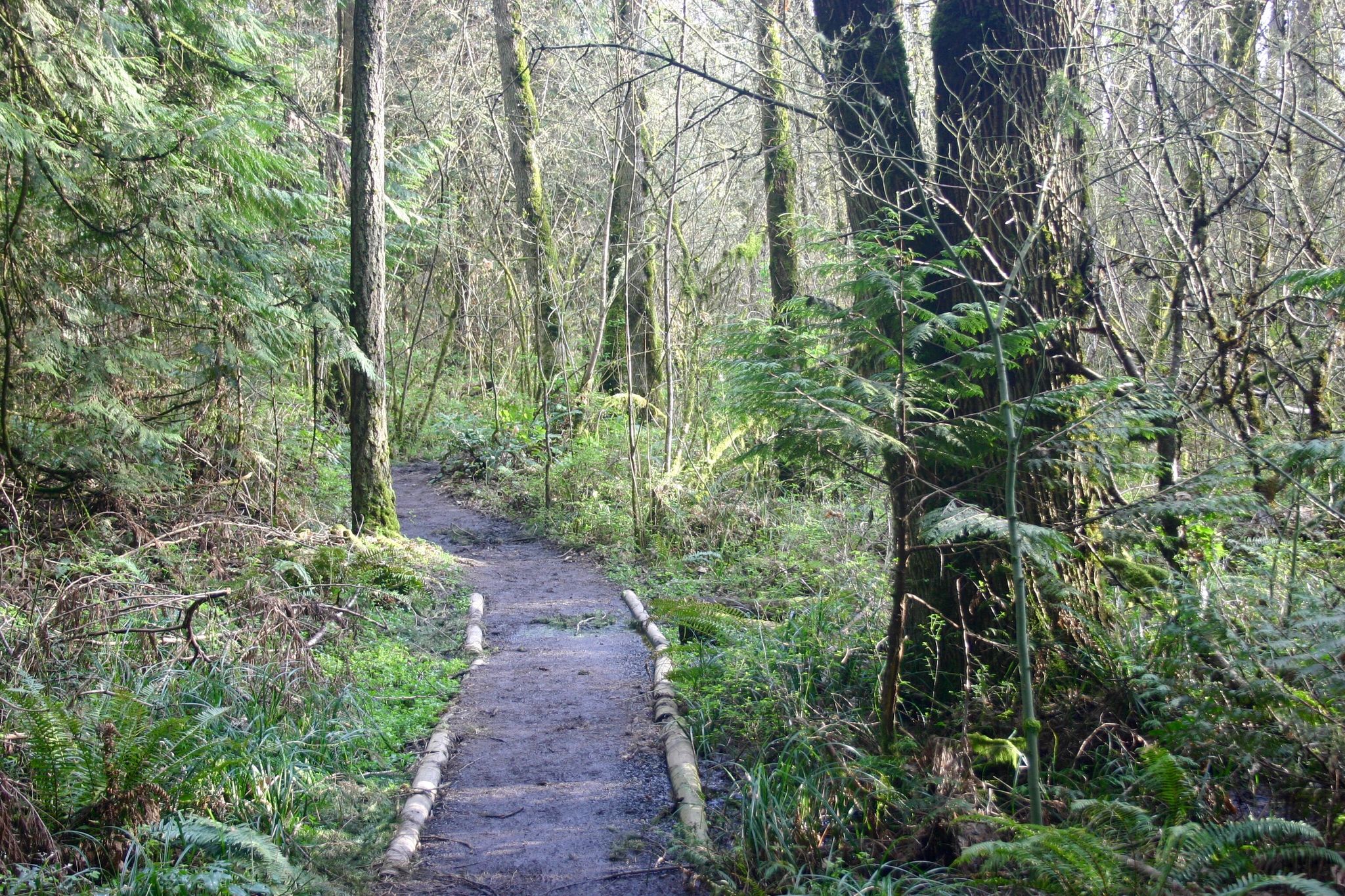 A narrow dirt path winds through a dense, mossy forest. - Tualatin Hills Nature Park – Hazeldale Park loop from Elmonica/Southwest 170th Avenue
