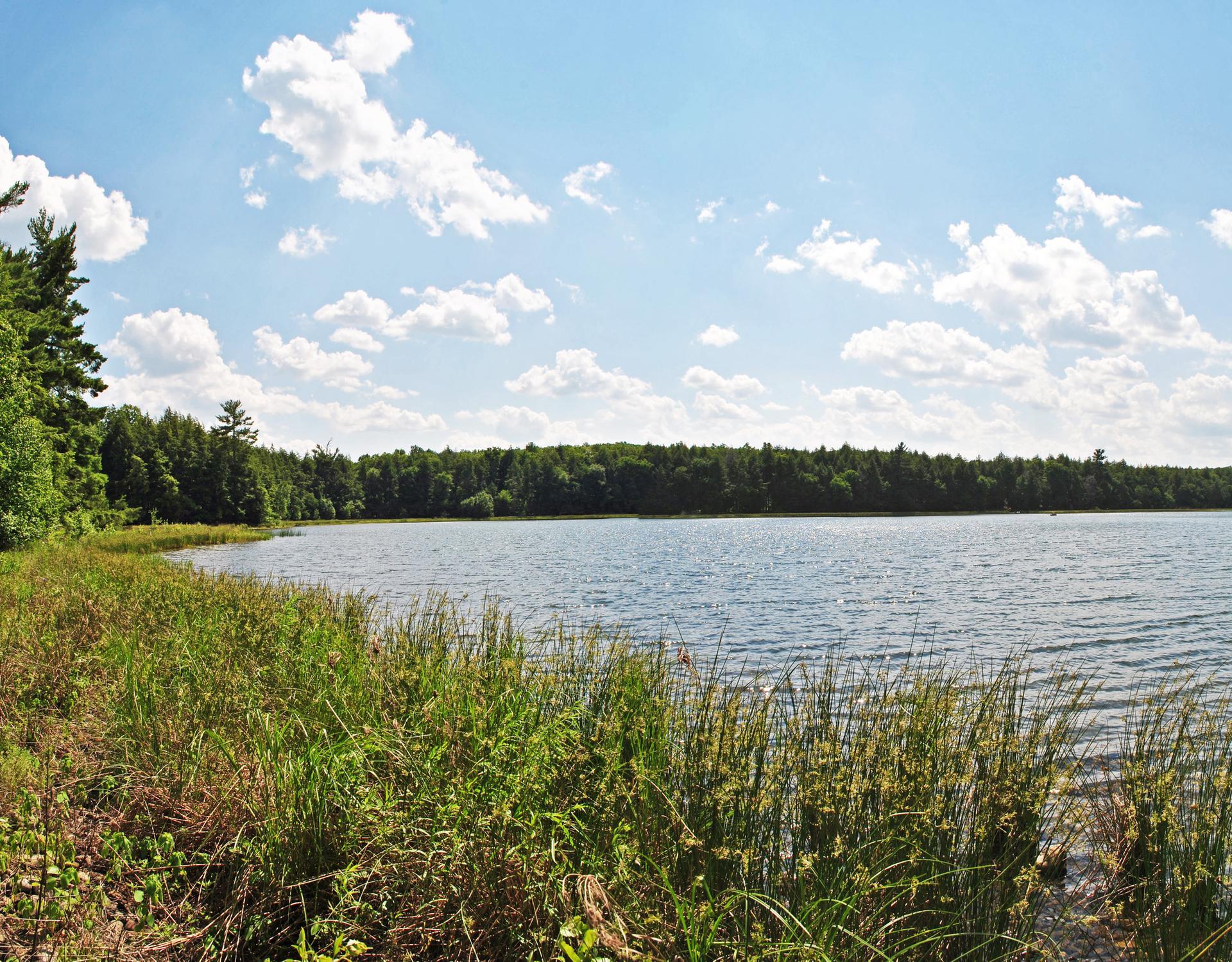 Sunny day over a wide lake with a grassy shoreline and distant trees.