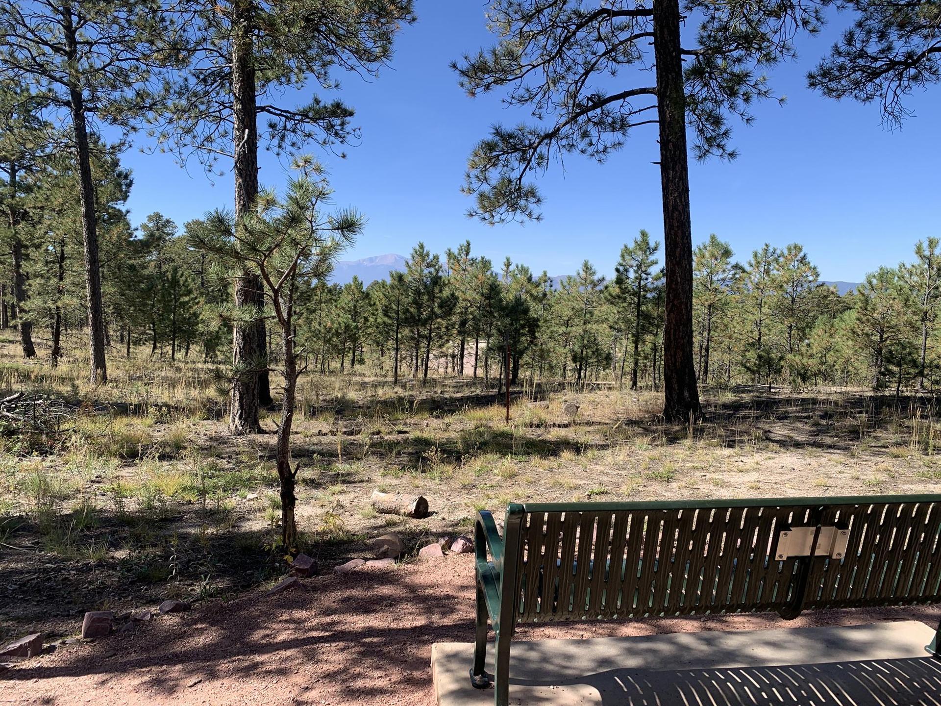 Green park bench in a sunny pine forest clearing with distant mountains.