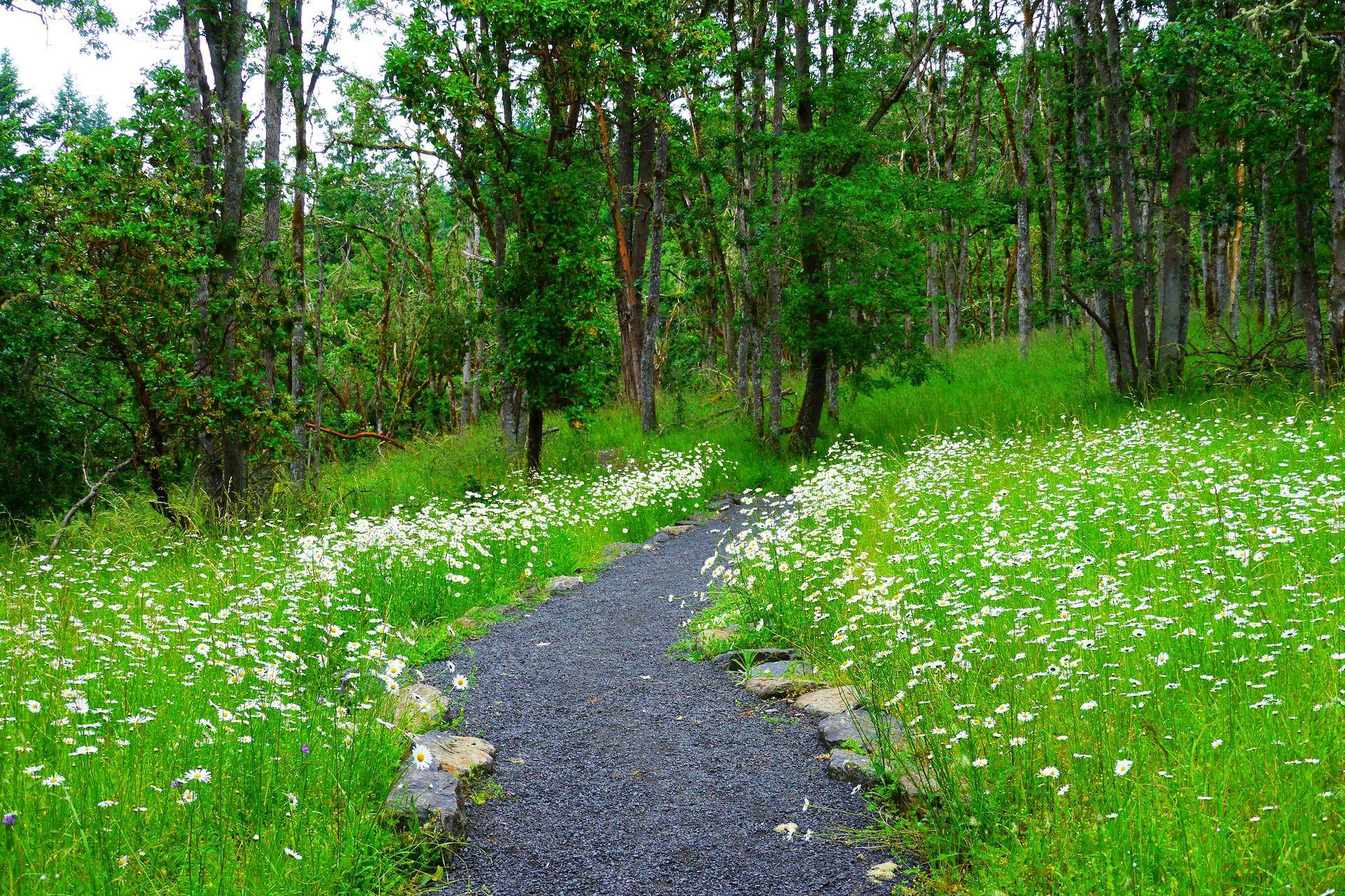 A gravel path winds through a vibrant green forest with white wildflowers.
