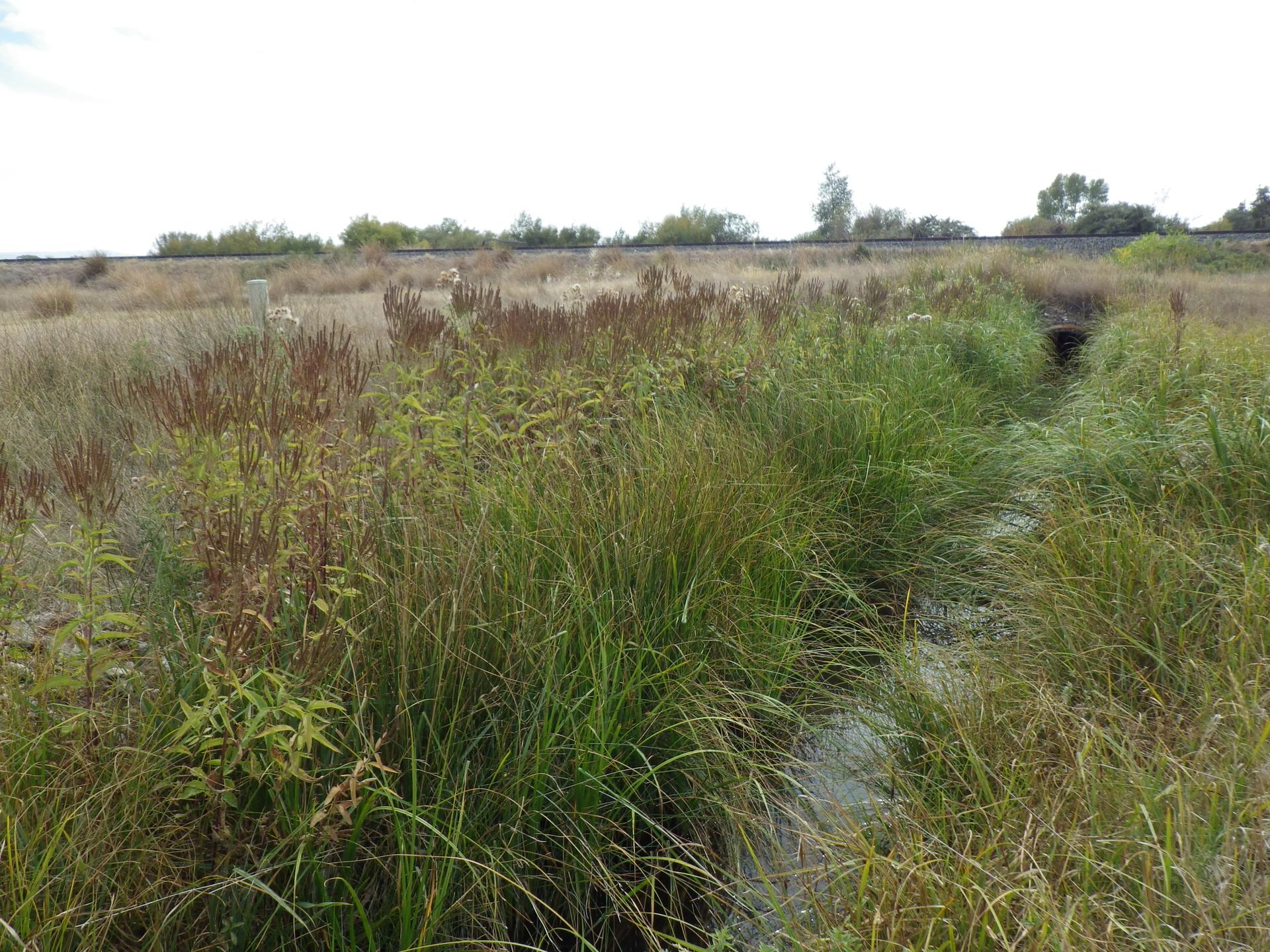 A small stream flows through a field of tall green and brown grasses.