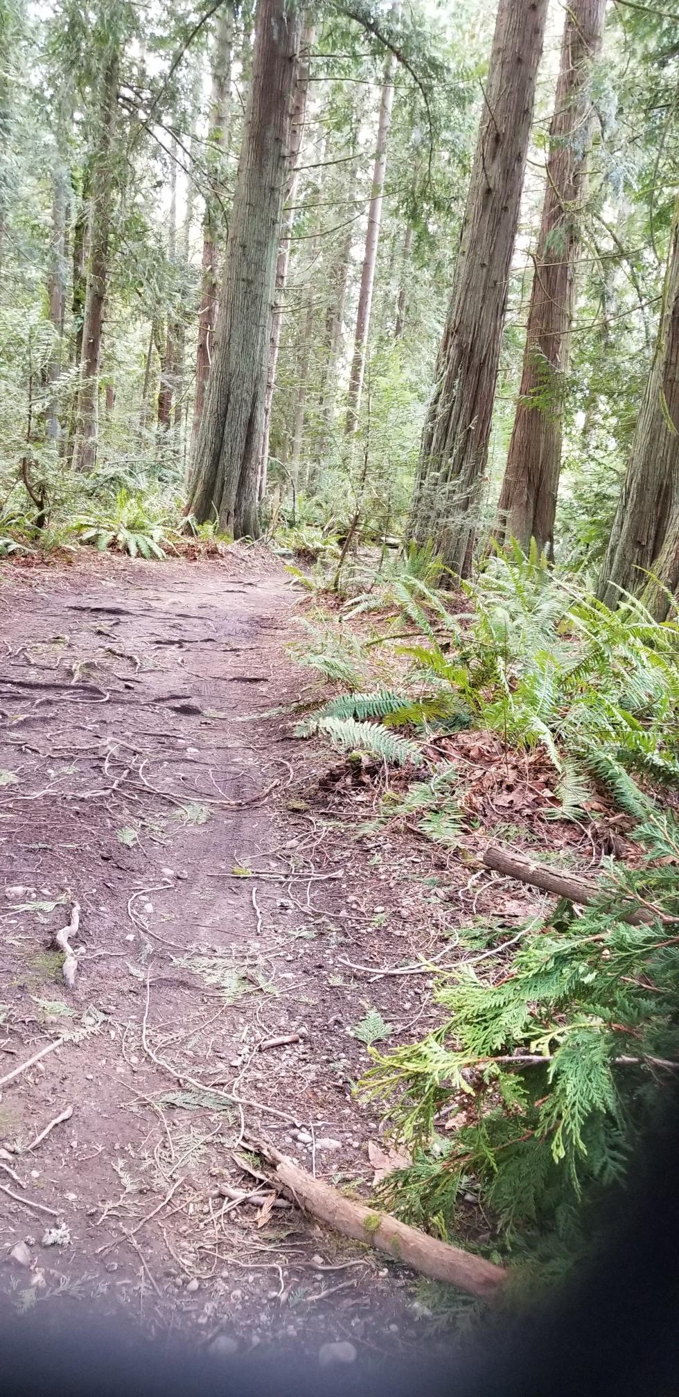 Root-covered dirt path through a dense, green forest.