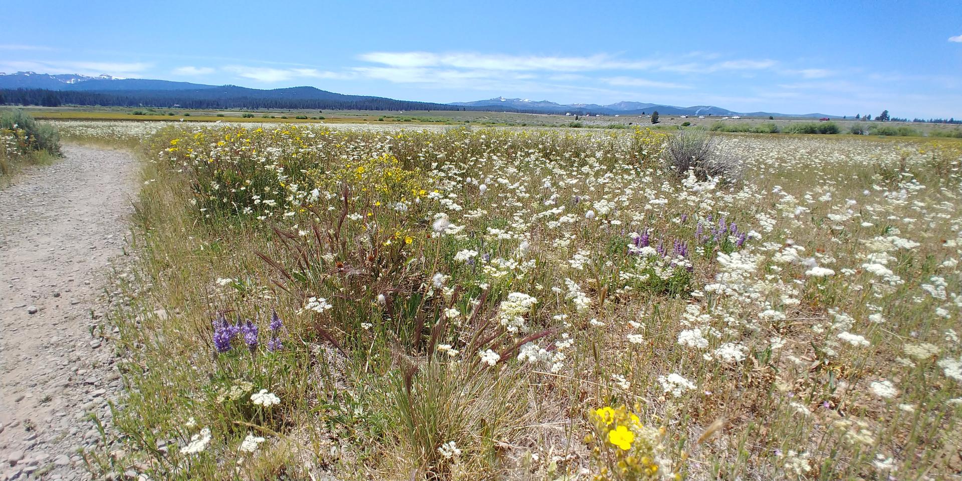 A dirt path borders a sunny field of white and purple wildflowers.