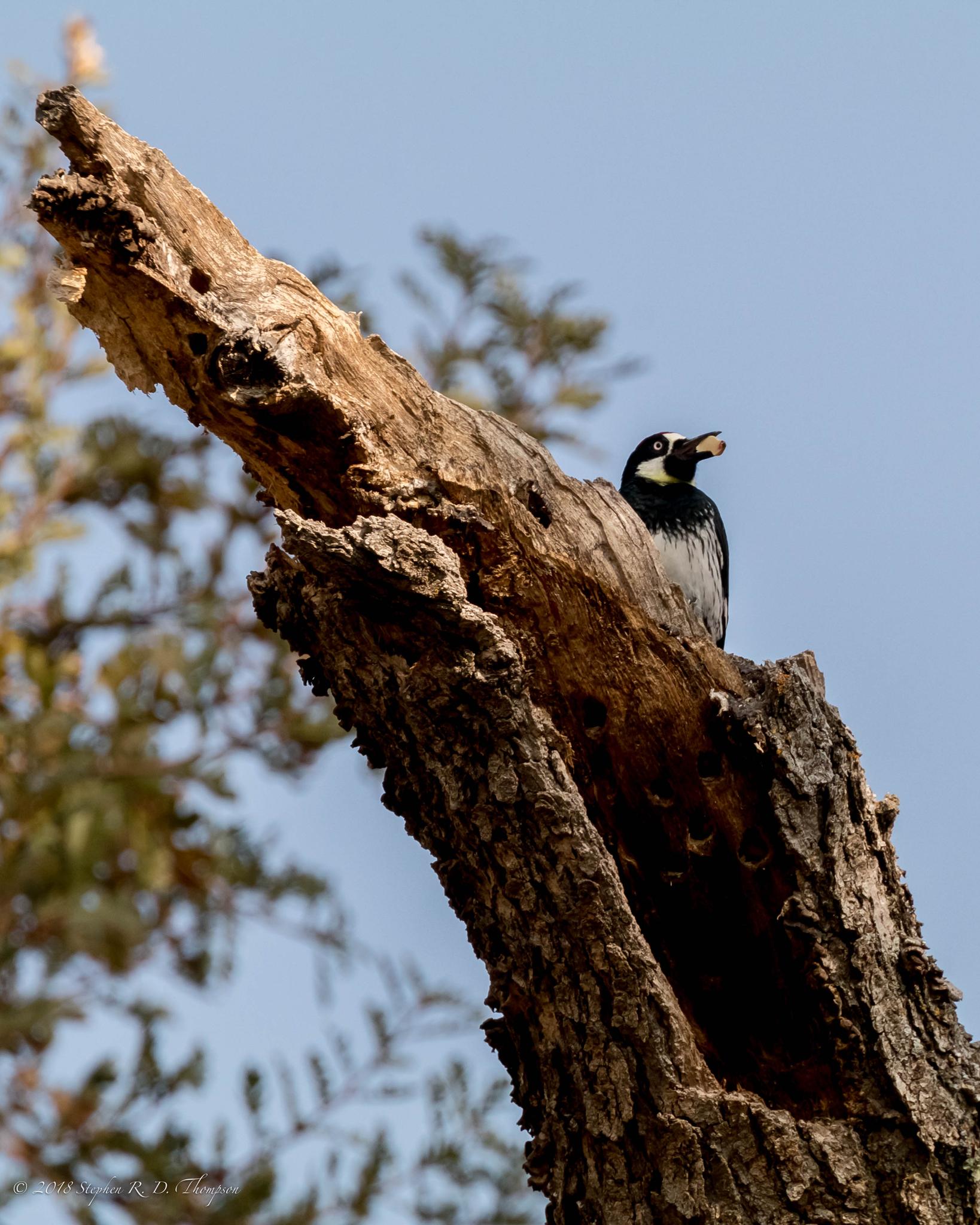 A woodpecker-like bird on a weathered tree trunk against a blue sky.