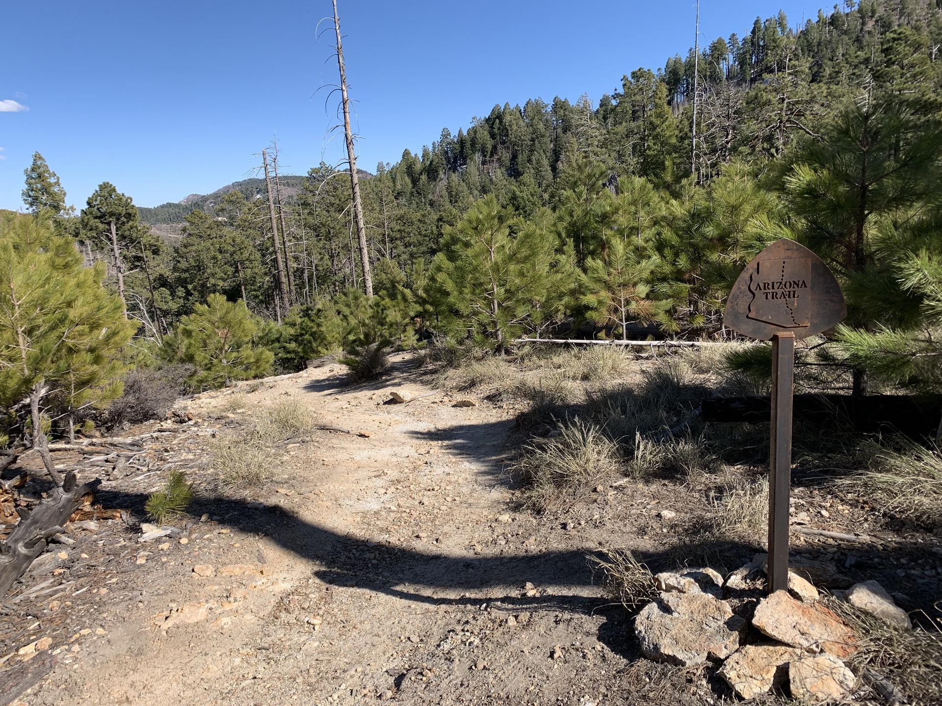 A dirt trail winds through a sunny forest with a trail marker.