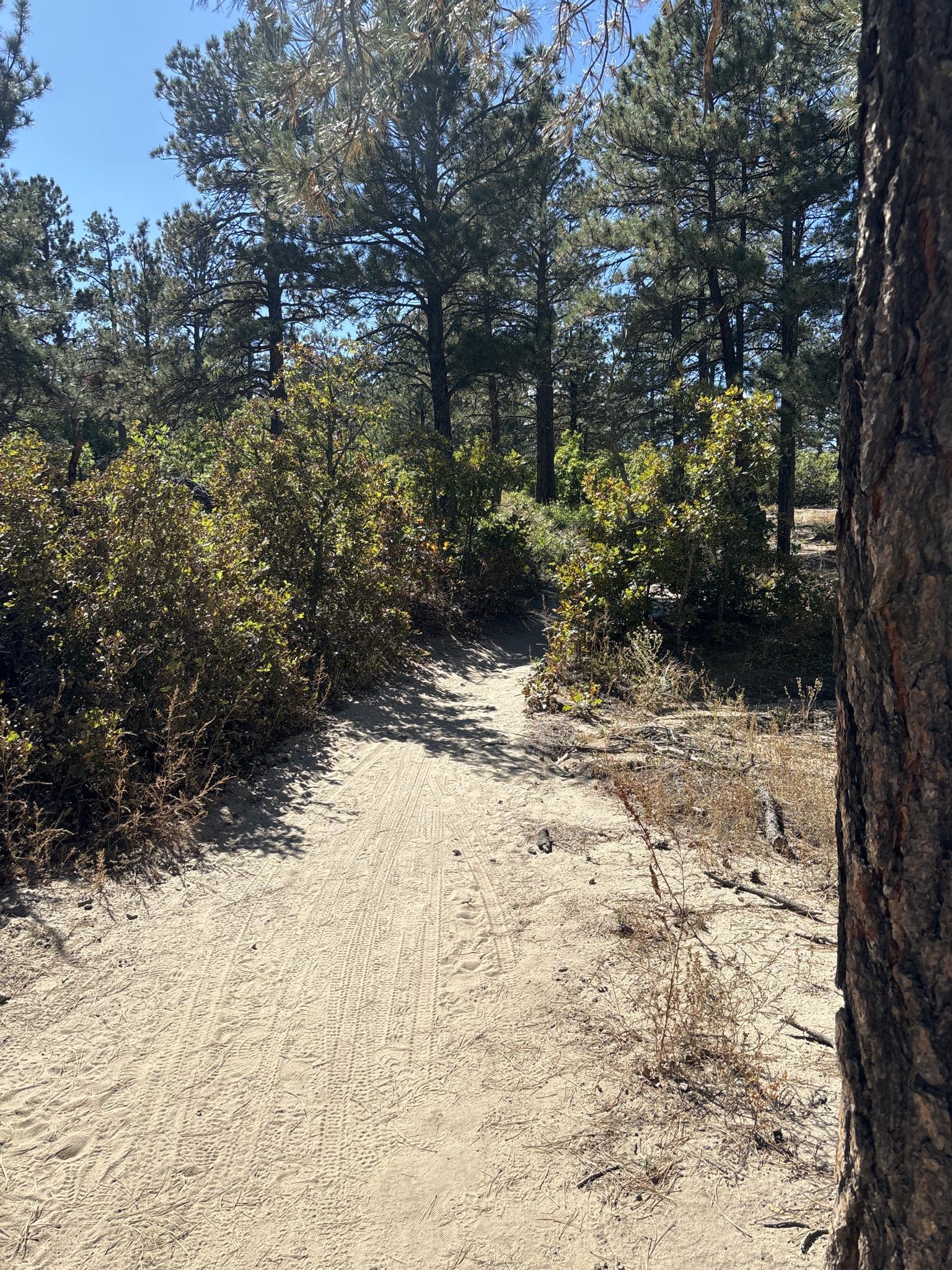 Sandy dirt path through a forest of pine trees on a sunny day.