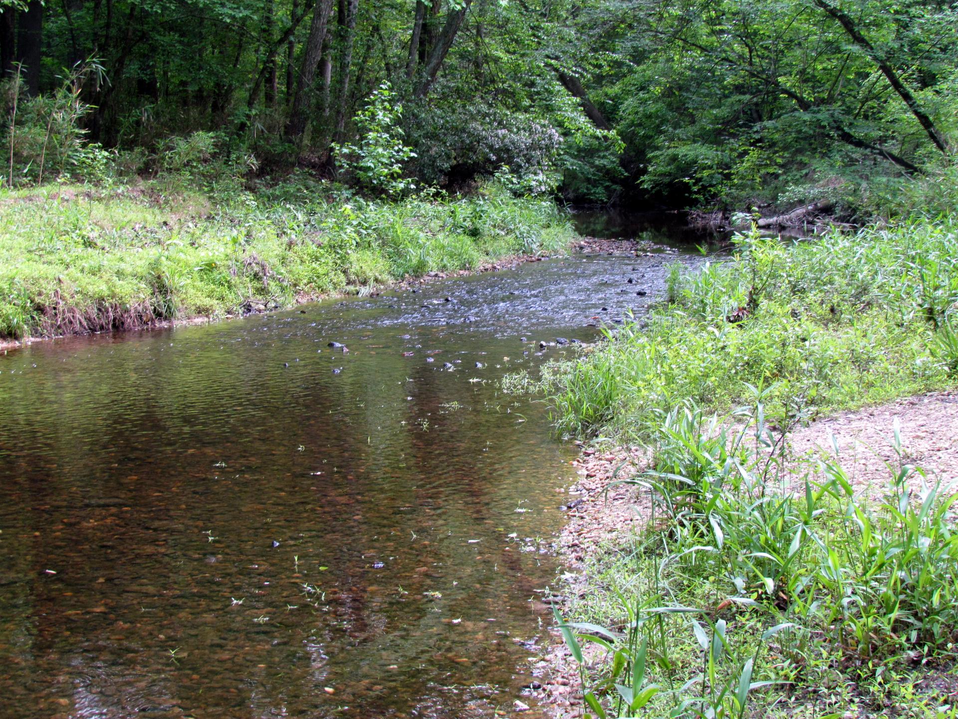 A clear, shallow creek flows through a lush green forest.