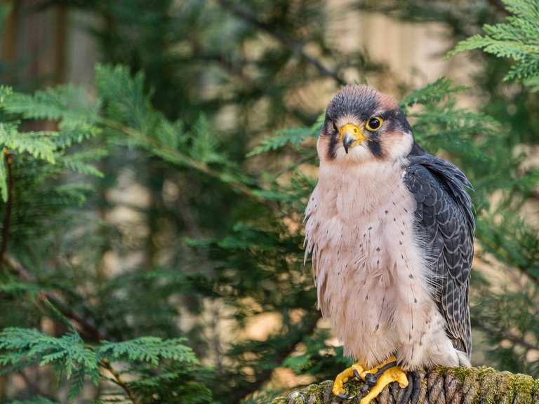 Historic Latta Plantation, Buzzard Rock, and the Carolina Raptor Center ...