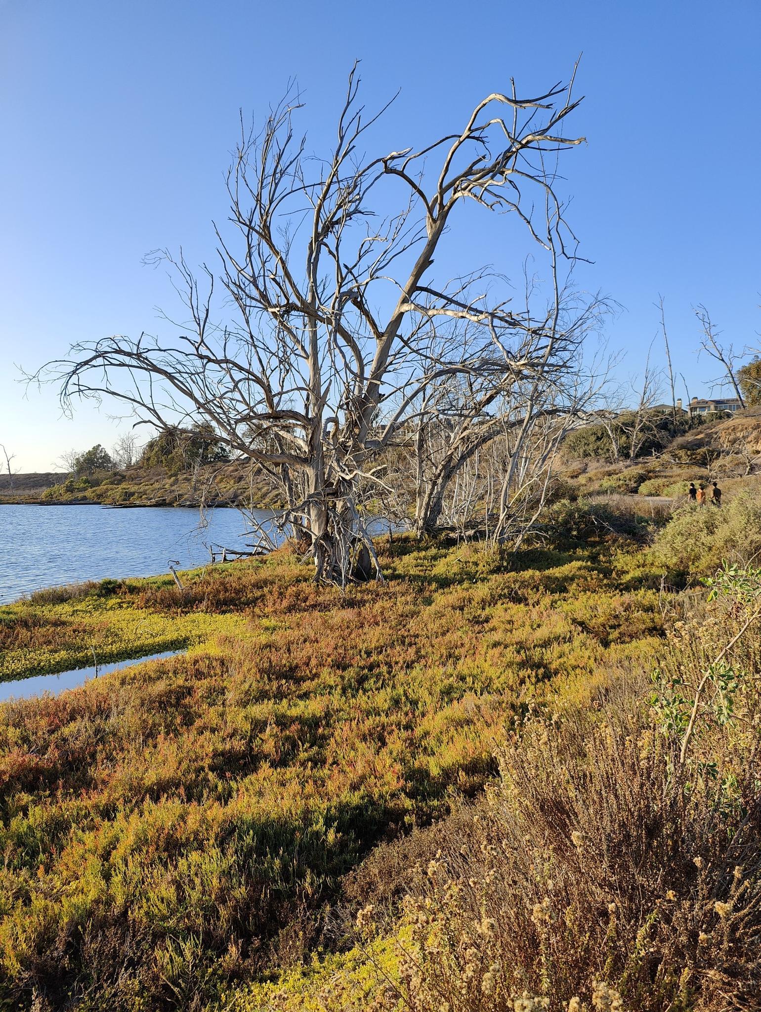 Bare tree on a sunny marshy bank next to water, people walking.