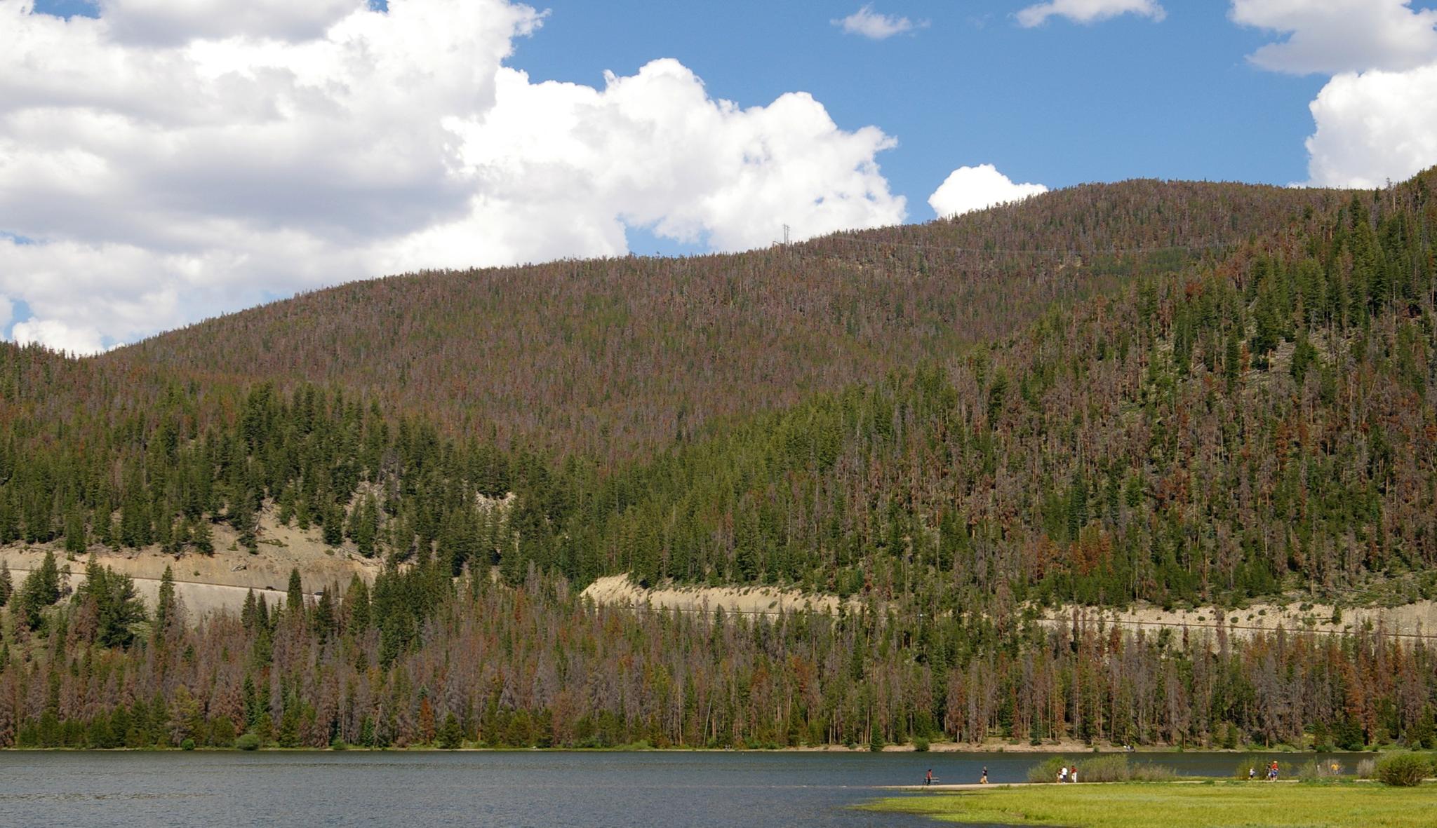 A lake in the foreground with a forested hillside showing dead trees under a partly cloudy sky.