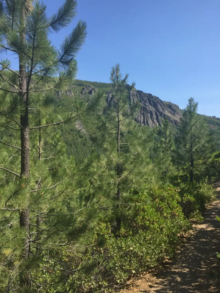Bright sunny day with pine trees in foreground and a rocky cliff in distance.