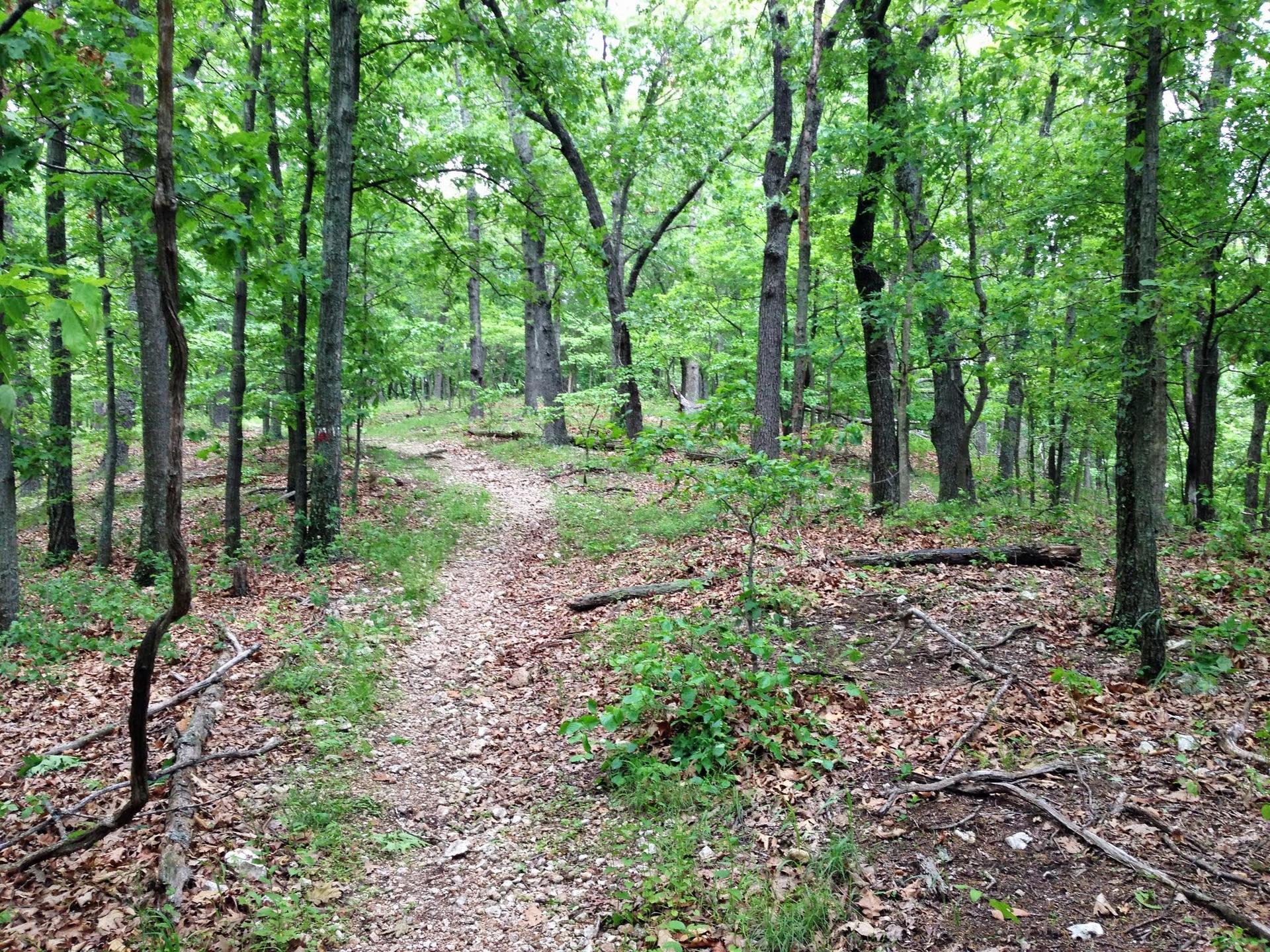 A wide dirt path through a vibrant green forest with dappled light.