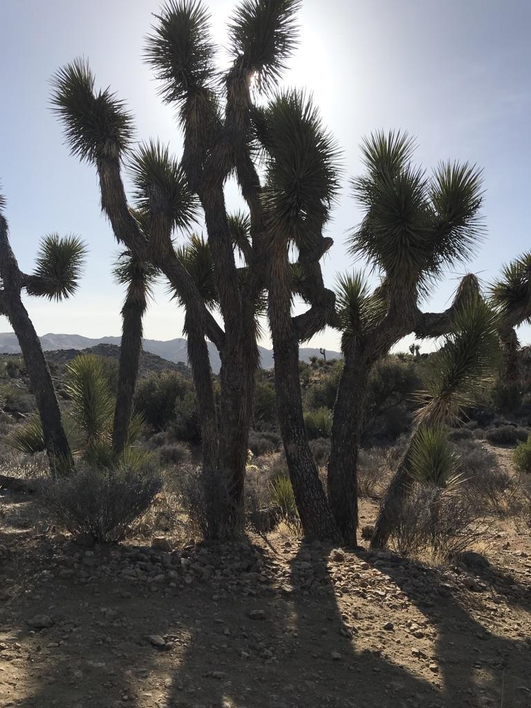 Several Joshua trees silhouetted against a bright sun in a desert.