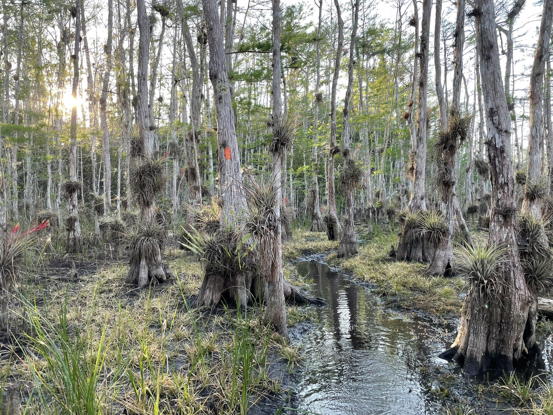 Sunlit swamp with cypress trees covered in air plants and standing water.