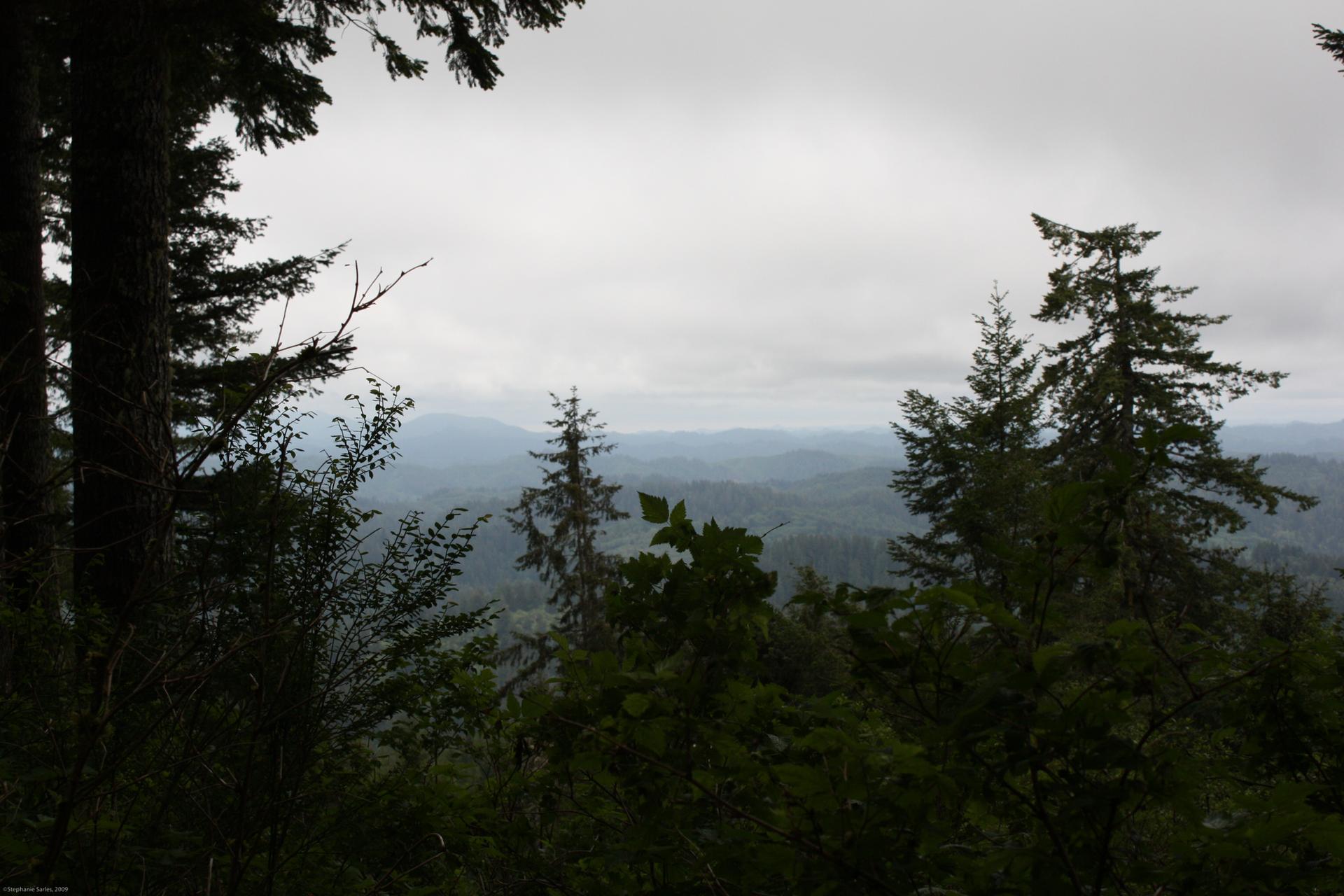 Overcast view of forested hills with tall evergreen trees in the foreground.