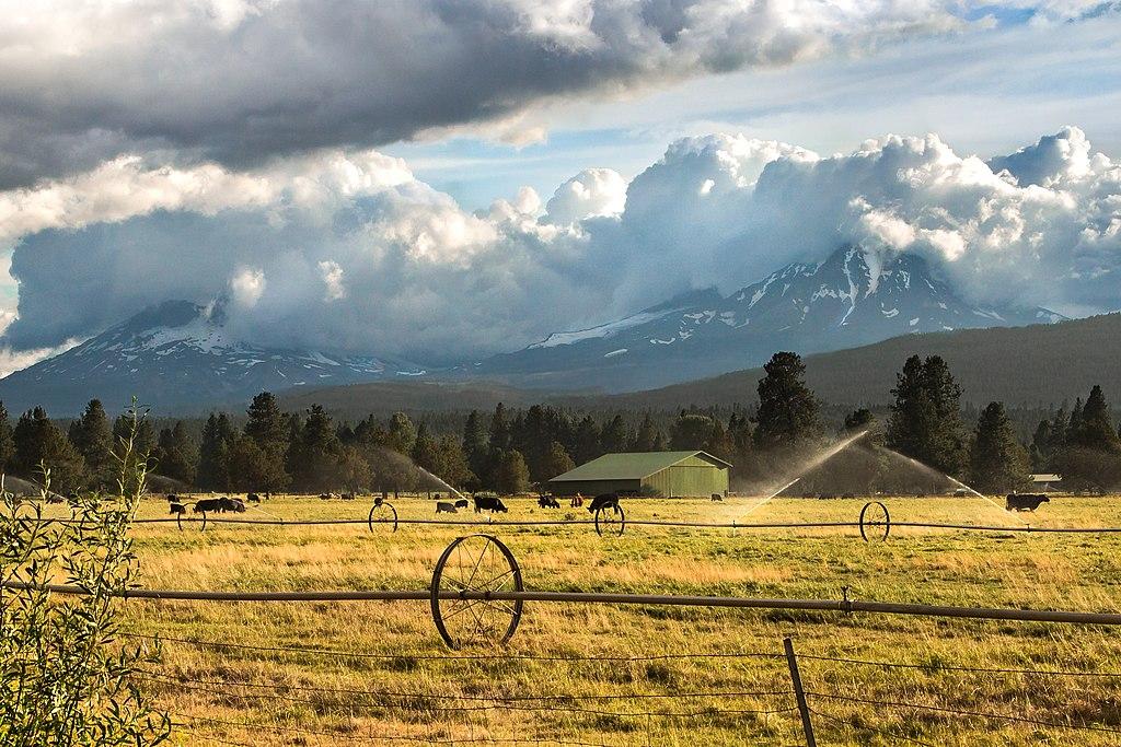 Cows graze in a green field with sprinklers, mountains, and cloudy sky.