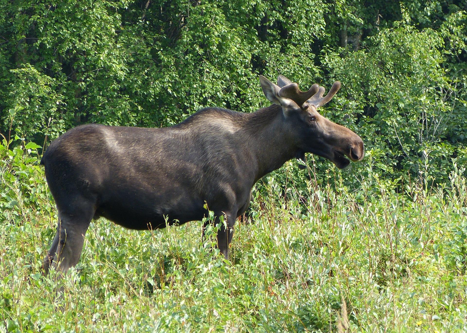A large moose stands in a sunny green field with dense trees.